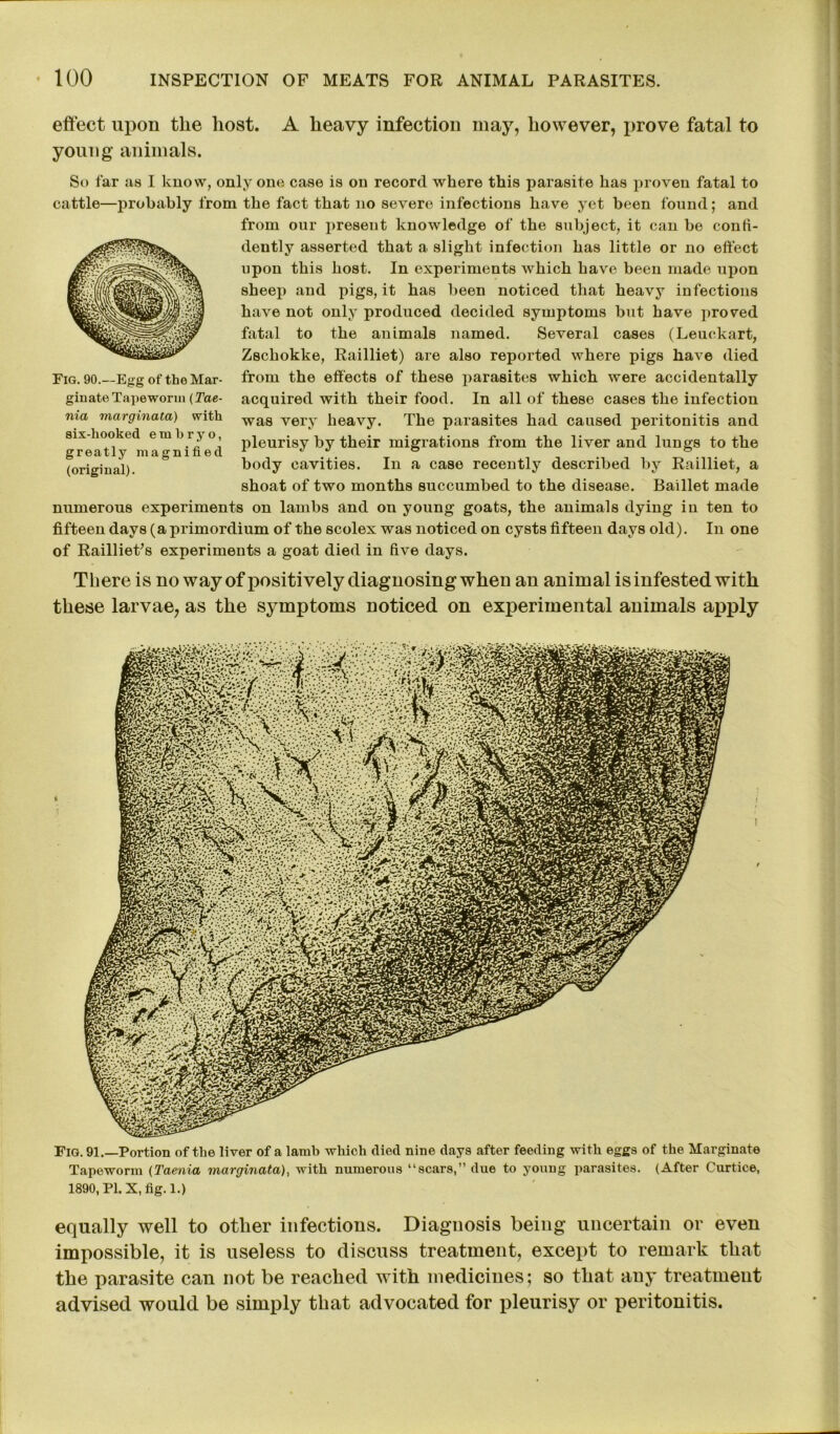 effect upon the host. A heavy infection may, however, prove fatal to young’ animals. So far as I know, only one case is on record where this parasite has proven fatal to cattle—probably from the fact that no severe infections have yet been found; and from our present knowledge of the subject, it can be confi- dently asserted that a slight infection has little or no eftect upon this host. In experiments which have been made upon sheep and pigs, it has been noticed that heavy infections have not only produced decided symptoms but have proved fatal to the animals named. Several cases (Leuekart, Zschokke, Railliet) are also reported where pigs have died from the effects of these parasites which were accidentally acquired with their food. In all of these cases the infection was very heavy. The parasites had caused peritonitis and pleurisy by their migrations from the liver and lungs to the body cavities. In a case recently described by Railliet, a shoat of two months succumbed to the disease. Baillet made numerous experiments on lambs and on young goats, the animals dying in ten to fifteen days (a primordium of the scolex was noticed on cysts fifteen days old). In one of Railliet/s experiments a goat died in five days. Fig. 90.—Egg of the Mar- ginate Tapeworm (Tae- nia marginata) with six-hooked embryo, greatly magnified (original). There is no way of positively diagnosing when an animal is infested with these larvae, as the symptoms noticed on experimental animals apply Fig. 91.—Portion of the liver of a lamb which died nine days after feeding with eggs of the Marginate Tapeworm (Taenia marginata), with numerous “scars,” due to young parasites. (After Curtice, 1890, Pl.X,fig.l.) equally well to other infections. Diagnosis being uncertain or even impossible, it is useless to discuss treatment, except to remark that the parasite can not be reached with medicines; so that any treatment advised would be simply that advocated for pleurisy or peritonitis.