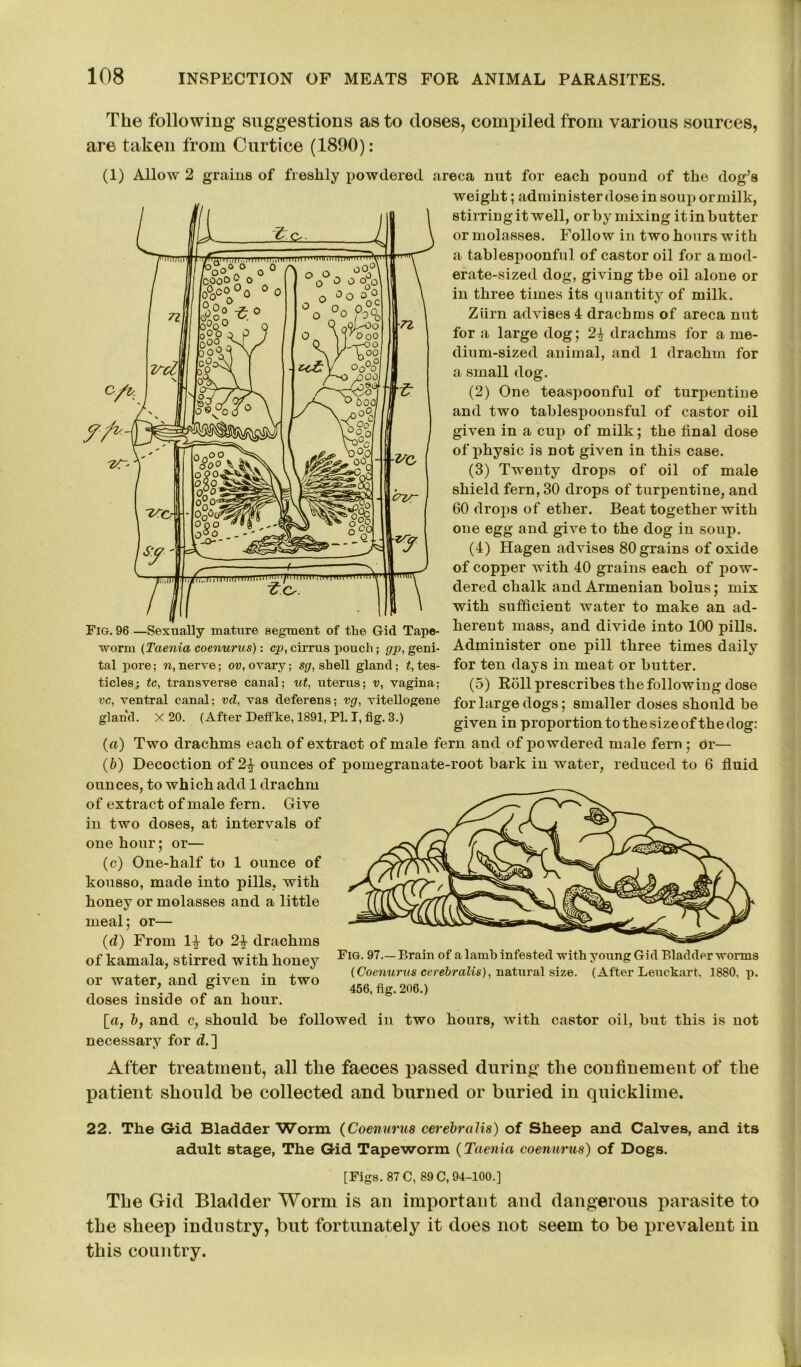 The following suggestions as to doses, compiled from various sources, are taken from Curtice (1890): (1) Allow 2 grains of freshly powdered areca nut for each pound of the dog’s weight; administer dose in soup or milk, stirring it well, or by mixing it in butter or molasses. Follow in two hours with a tablespoonful of castor oil for a mod- erate-sized dog, giving the oil alone or in three times its quantity of milk. Zurn advises 4 drachms of areca nut for a large dog; 2£ drachms for a me- dium-sized animal, and 1 drachm for a small dog. (2) One teaspoonful of turpentine and two tablespoonsful of castor oil given in a cup of milk; the final dose of physic is not given in this case. (3) Twenty drops of oil of male shield fern, 30 drops of turpentine, and 60 drops of ether. Beat together with one egg and give to the dog in soup. (4) Hagen advises 80 grains of oxide of copper with 40 grains each of pow- dered chalk and Armenian bolus; mix with sufficient water to make an ad- herent mass, and divide into 100 pills. Administer one pill three times daily for ten days in meat or butter. (5) Roll prescribes the following dose for large dogs; smaller doses should be given in proportion to the size of the dog: Fig. 96—Sexually mature segment of the Gid Tape- worm (Taenia coenurus): cp, cirrus pouch; gp, geni- tal pore; n, nerve; ov, ovary; sg, shell gland; ^tes- ticles; tc, transverse canal; ut, uterus; v, vagina; vc, ventral canal; vd, vas deferens; vg, vitellogene gland. X 20. (After Deffke, 1891, PI. I, fig. 3.) (a) Two drachms each of extract of male fern and of powdered male fern ; or— (b) Decoction of 2\ ounces of pomegranate-root bark in water, reduced to 6 fluid ounces, to which add 1 drachm of extract of male fern. Give in two doses, at intervals of one hour; or— (c) One-half to 1 ounce of kousso, made into pills, with honey or molasses and a little meal; or— (d) From 1| to 2£ drachms of kamala, stirred with honey or water, and given in two doses inside of an hour. [a, b, and c, should be followed necessary for d.] After treatment, all tlie faeces passed during the confinement of the patient should be collected and burned or buried in quicklime. Fig. 97.—Brain of a lamb infested with young Gid Bladder worms (Coenurus cerebralis), natural size. (After Leuckart, 1880, p. 456, fig. 206.) in two hours, with castor oil, but this is not 22. The Gid Bladder Worm (Coenurus cerebralis) of Sheep and Calves, and its adult stage, The Gid Tapeworm (Taenia coenurus) of Dogs. [Figs. 87 C, 89 C, 94-100.] The Gid Bladder Worm is an important and dangerous parasite to the sheep industry, but fortunately it does not seem to be prevalent in this country.