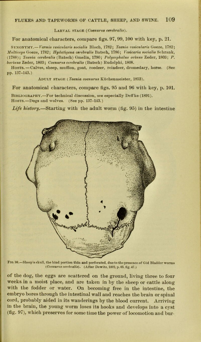 Larval stage (Coenurus cerebralis). For anatomical characters, compare figs. 97, 99,100 with key, p. 21. Synonymy.— Vermis vesioularis socialis Blocli, 1782; Taenia vesicular is Goeze, 1782; Multi ceps Goeze, 1782; Hydatigena cerebralis Batsch, 1786; Vesicaria socialis Sclirank, (1788); Taenia cerebralis (Batsch) Gmelin, 1790; Polycephalus ovinus Zeder, 1803; P. borinus Zeder, 1803; Coenurus cerebralis (Batsch) Rudolphi, 1808. Hosts.—Calves, sheep, mufflou, goat, roedeer, reindeer, dromedary, horse. (See pp. 137-143.) Adult stage (Taenia coenurus Iviicheumeister, 1853). For anatomical characters, compare figs. 95 and 96 with key, p. 101. Bibliography.—For technical discussion, see especially Deffke (1891). Hosts.—Dogs and wolves. (See pp. 137-143.) Life history.—Starting with the adult worm (fig. 95) in the intestine Fig. 98.—Sheep’s skull, the hind portion thin and perforated, due to the presence of Gid Bladder worms (Coenurus cerebialis). (After Dewitz, 1892, p. 65, fig. 47.) of the dog, the eggs are scattered on the ground, living three to four weeks in a moist place, and are taken in by the sheep or cattle along with the fodder or water. On becoming free in the intestine, the embryo bores through the intestinal wall and reaches the brain or spinal cord, probably aided in its wanderings by the blood current. Arriving in the brain, the young worm loses its hooks and develops into a cyst (fig. 97), which preserves for some time the power of locomotion and bur-