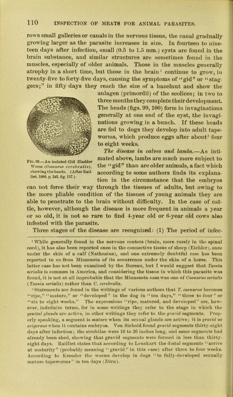 rows small galleries or canals in the nervous tissue, the canal gradually growing larger as the parasite increases in size. In fourteen to nine- teen days after infection, small (0.5 to 1.5 mm.) cysts are found in the brain substance, and similar structures are sometimes found in the muscles, especially of older animals. Those in the muscles generally atrophy in a short time, but those in the brain1 continue to grow, in twenty-five to forty-five days, causing the symptoms of ugid” or “stag- gers;” in fifty days they reach the size of a hazelnut and show the anlagen (primordii) of the scolices; in two to The heads (figs. 99,100) form in invaginations generally at one end of the cyst, the invagi- nations growing in a bunch. If these heads are fed to dogs they develop into adult tape- worms, which produce eggs after about2 four to eight weeks. The disease in calves and lambs.—As inti- mated above, lambs are much more subject to the “gid” than are older animals, a fact which according to some authors finds its explana- tion in the circumstance that the embryos can not force their way through the tissues of adults, but owing to the more pliable condition of the tissues of young animals they are able to penetrate to the brain without difficulty. In the case of cat- tle, however, although the disease is more frequent in animals a year or so old, it is not so rare to find 4-year old or 6-year old cows also infested with the parasite. Three stages of the disease are recognized: (1) The period of infec- 1 While generally found in the nervous centers (brain, more rarely in the spinal cord), it has also been reported once in the connective tissue of sheep (Eichler), once under the skin of a calf (Nathusius), and one extremely doubtful case has been reported to us from Minnesota of its occurrence under the skin of a horse. This latter case has not been examined by the Bureau, hut I would suggest that Taenia 8eriali8 is common in America, and considering the tissue in which this parasite was found, it is not at all improbable that the Minnesota case was one of Coenurus serialis (Taenia serialis) rather than C. cerebralis. - Statements are found in the writings of various authors that T. coenurus becomes “ripe,” “mature,” or “developed” in the dog in “ten days,” “three to four ” or “six to eight weeks.” The expressions “ripe, matured, and developed” are, how- ever, indefinite terms, for in some writings they refer to the stage in which the genital (/lands are active, in other writings they refer to the gravid segments. Prop- erly speaking, a segment is mature when its sexual glands are active; it is gravid or ovigerous when it contains embryos. Von Siebold found gravid segments thirty-eight days after infection; the strohilae were 16 to 26 inches long, and some segmeuts had already been shed, showing that gravid segments were formed in less than thirty- eight days. Railliet states that according to Leuckart the distal segments “arrive at maturity” (probably meaning “gravid” in this case) after three to four weeks. According to Kreuder the worms develop in dogs “to fully-developed sexually mature tapeworms” in ten days (Ziirn). Fig. 99.—An isolated Gid Bladder Worm (Coenurus cerebralis), showing the beads. (After Rail- liet, 1886, p. 245, fig. 137.)