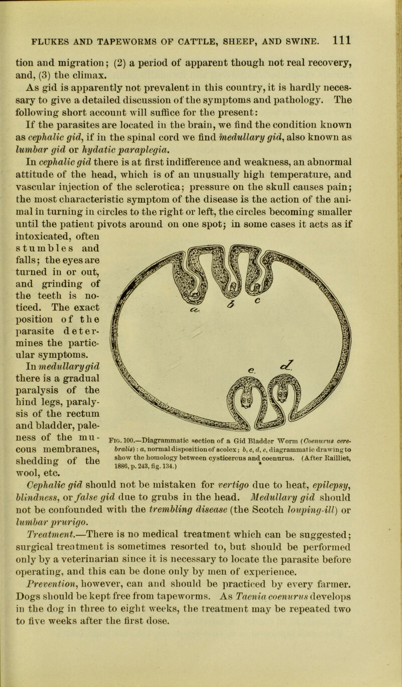 tion and migration; (2) a period of apparent though not real recovery, and, (3) the climax. As gid is apparently not prevalent in this country, it is hardly neces- sary to give a detailed discussion of the symptoms and pathology. The following short account will suffice for the present: If the parasites are located in the brain, we find the condition known as cephalic gid, if in the spinal cord we find medullary gid, also known as lumbar gid or hydatic paraplegia. In cephalic gid there is at first indifference and weakness, an abnormal attitude of the head, which is of an unusually high temperature, and vascular injection of the sclerotica; pressure on the skull causes pain; the most characteristic symptom of the disease is the action of the ani- mal in turning in circles to the right or left, the circles becoming smaller until the patient pivots around on one spot; in some cases it acts as if intoxicated, often stumbles and falls; the eyes are turned in or out, and grinding of the teeth is no- ticed. The exact position of the parasite deter- mines the partic- ular symptoms. In medullary gid there is a gradual paralysis of the hind legs, paraly- sis of the rectum and bladder, pale- ness of the mu- cous membranes, shedding of the wool, etc. Cephalic gid should not be mistaken for vertigo due to heat, epilepsy, blindness, or false gid due to grubs in the head. Medullary gid should not be confounded with the trembling disease (the Scotch louping-ill) or lumbar prurigo. Treatment.—There is no medical treatment which can be suggested; surgical treatment is sometimes resorted to, but should be performed only by a veterinarian since it is necessary to locate the parasite before operating, and this can be done only by men of experience. Prevention, however, can and should be practiced by every farmer. Dogs should be kept free from tapeworms. As Taenia coenurus develops in the dog in three to eight weeks, the treatment may be repeated two to five weeks after the first dose. Fig. 100.—Diagrammatic section of a Gid Bladder Worm (Coenurus cere- bralis): a, normal disposition of scolex; b, c, d, e, diagrammatic drawing to show the homology between cysticercus and coenurus. (After Railliet, 1886, p.243, fig. 134.) ' *