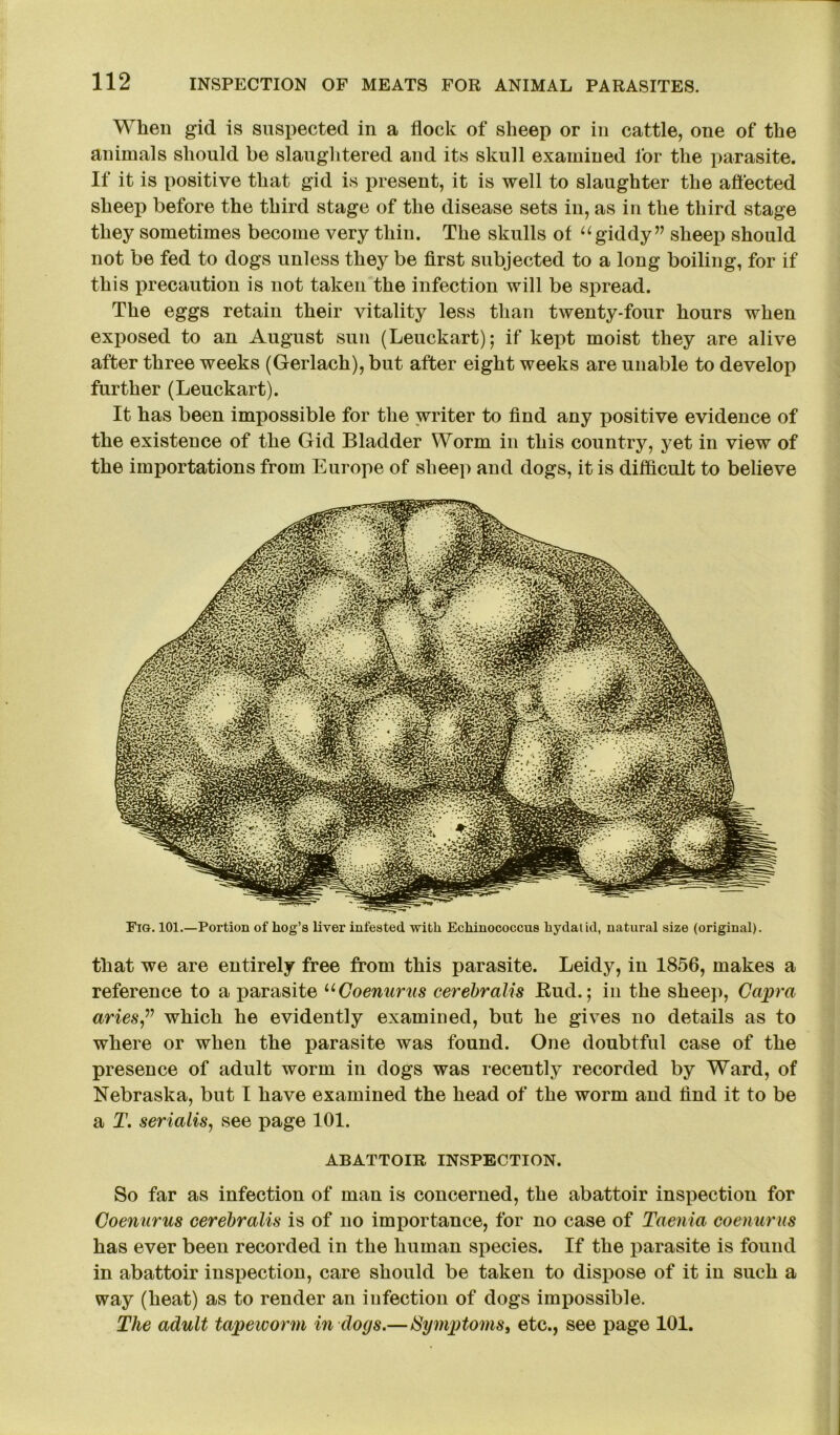 When gid is suspected in a flock of sheep or in cattle, one of the animals should be slaughtered and its skull examined for the parasite. If it is positive that gid is present, it is well to slaughter the affected sheep before the third stage of the disease sets in, as in the third stage they sometimes become very thin. The skulls of “giddy” sheep should not be fed to dogs unless they be first subjected to a long boiling, for if this precaution is not taken the infection will be spread. The eggs retain their vitality less than twenty-four hours when exposed to an August sun (Leuckart); if kept moist they are alive after three weeks (Gerlach), but after eight weeks are unable to develop further (Leuckart). It has been impossible for the writer to find any positive evidence of the existence of the Gid Bladder Worm in this country, yet in view of the importations from Europe of sheep and dogs, it is difficult to believe Fig. 101.—Portion of hog’s liver infested with Echinococcus hydatid, natural size (original). that we are entirely free from this parasite. Leidy, in 1856, makes a reference to a parasite uGoenurus cerebralis Bud.; in the sheep, Capra aries,” which he evidently examined, but he gives no details as to where or when the parasite was found. One doubtful case of the presence of adult worm in dogs was recently recorded by Ward, of Nebraska, but I have examined the head of the worm and find it to be a T. serialis, see page 101. ABATTOIR INSPECTION. So far as infection of man is concerned, the abattoir inspection for Coenurus cerebralis is of no importance, for no case of Taenia coenurus has ever been recorded in the human species. If the parasite is found in abattoir inspection, care should be taken to dispose of it in such a way (heat) as to render an infection of dogs impossible. The adult tapeworm in dogs.—Symptoms, etc., see page 101.