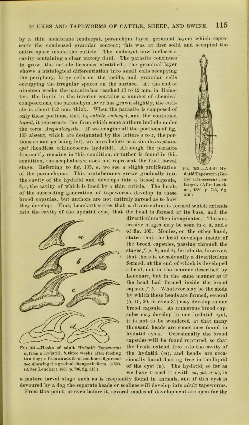 datid Tapeworm (Tae- nia echinococcus), en- larged. (After Leuck- art, 1880, p. 743, fig. 316.) by a thin membrane (endooyst, parencbym layer, germinal layer) which repre- sents the condensed granular content; this was at first solid and occupied the entire space inside the cuticle. The ondocyst now incloses a cavity containing a clear watery fluid. The parasite continues to grow, the cuticle becomes stratified; the germinal layer shows a histological differentiation into small cells occupying the periphery, large cells on the inside, and granular cells occupying the irregular spaces on the surface. At the end of nineteen weeks the parasite has reached 10 to 12 mm. in diame- ter; the liquid in the interior contains a number of chemical compositions, the parenchym layer has grown slightly, the cuti- cle is about 0.2 mm. thick. When the parasite is composed of only these portions, that is, cuticle, endocyst, and the contained liquid, it represents the form which some authors include under the term Acephalocystis. If we imagine all the portions of fig. 105 absent, which are designated by the letters a to z, the por- tions cu and pa being left, we have before us a simple aceplialo- cyst (headless echinococcus hydatid). Although the parasite frequently remains in this condition, or rather is found in this condition, the acephalocyst does not represent the final larval stage. Referring to fig. 105, a, we see a slight proliferation of the parenchyma. This protuberance grows gradually into the cavity of the hydatid and develops into a brood capsule, b, c, the cavity of which is lined by a thin cuticle. The heads of the succeeding generation of tapeworms develop in these brood capsules, but authors are not entirely agreed as to how they develop. Thus, Leuckart states that a diverticulum is formed which extends into the cavity of the hydatid cyst, that the head is formed at its base, and the diverticulum then invaginates. The suc- cessive stages may be seen in c, d, and e of fig. 105. Moniez, on the other hand, states that the head develops inside of the brood capsules, passing through the stages/, y, li, and i; ho admits, however, that there is occasionally a diverticulum formed, at the end of which is developed a head, not in the manner described by Leuckart, but in the same manner as if the head had formed inside the brood capsule /, fc. Whatever may be the mode by which these heads are formed, several (5, 10, 20, or even 34) may develop in one brood capsule. As numerous brood cap- sules may develop in one hydatid cyst, it is not to be wondered at that many thousand heads are sometimes found in hydatid cysts. Occasionally the brood capsules will be found ruptured, so that the heads extend free into the cavity of the hydatid (m), and heads are occa- sionally found floating free in the liquid of the cyst (n). The hydatid, so far as we have traced it (with cu, pa, a-n), is a mature larval stage such as is frequently found in animals, and if this cyst is devoured by a dog the separate heads or scolices will develop into adult tapeworms. From this point, or even before it, several modes of development are open for the Fio. 104.—Hooks of aclult Hydatid Tapeworm: a, from a hydatid; 6, three weeks after feeding to a dog; c, from an adult; d, combined figuresof a-c, showing the gradual changes in form. X600. (After Leuckart, 1880, p. 736, fig. 315.)