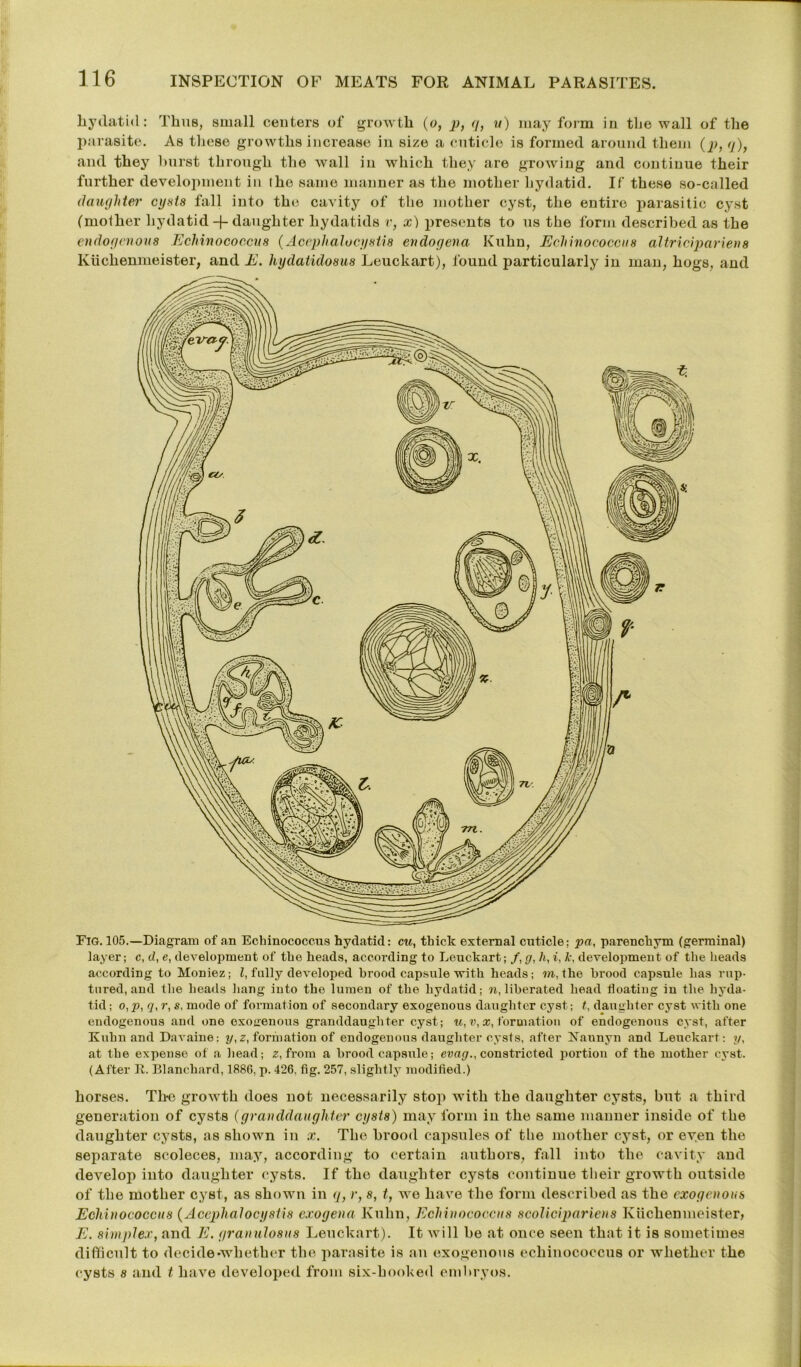 hydatid: Thus, small centers of growth (a, p, <j, it) may form in the wall of the parasite. As these growths increase in size a cuticle is formed around them (p, q), and they hurst through the wall in which they are growing and continue their further development in (he same manner as the mother hydatid. If these so-called daughter cysts fall into the cavity of the mother cyst, the entire parasitic cyst (mother hydatid -f- daughter hydatids r, x) presents to us the form described as the endogenous Echinococcus (Acephalocystis endogena Kuhn, Echinococcus altriciparien 8 Ivlichenmeister, and E. hydatidosus Leuckart), found particularly in man, hogs, and Fig. 105.—Diagram of an Echinococcus hydatid: cu, thick external cuticle; pa, parenchym (germinal) layer; c, d, e, development of the heads, according to Leuckart; /, g, h, i, k, development of the heads according to Moniez; l, folly developed brood capsule with heads; m, the brood capsule has rup- tured, and the heads hang into the lumen of the hydatid; n, liberated head floating in the hyda- tid ; 0, p, q, r, s, mode of formation of secondary exogenous daughter cyst; t, daughter cyst with one endogenous and one exogenous granddaughter cyst; u, v, x, formation of endogenous cyst, after Kuhn and DaATaine: y, z, formation of endogenous daughter cysts, after Kaunyn and Leuckart: ?/, at the expense of a head; z, from a brood capsule; evag., constricted portion of the mother cyst. (After 11. Blanchard, 1886, p. 426. fig. 257, slightly modified.) horses. The growth does not necessarily stop with the daughter cysts, but a third generation of cysts (granddaughter cysts) may form iu the same manner inside of the daughter cysts, as shown in x. The brood capsules of the mother cyst, or even the separate scoleces, may, according to certain authors, fall into the cavity and develop into daughter cysts. If tho daughter cysts continue their growth outside of the mother cyst, as shown in <j, r, s, t, we have the form described as the exogenous Echinococcus (Acephalocystis exogena Kuhn, Echinococcus scolicijiariens Kuchenmeister, E. simplex, and E. granulosus Leuckart). It will be at once seen that it is sometimes difficult to decide-whether the parasite is an exogenous echinococcus or whether the cysts s and t have developed from six-hooked embryos.