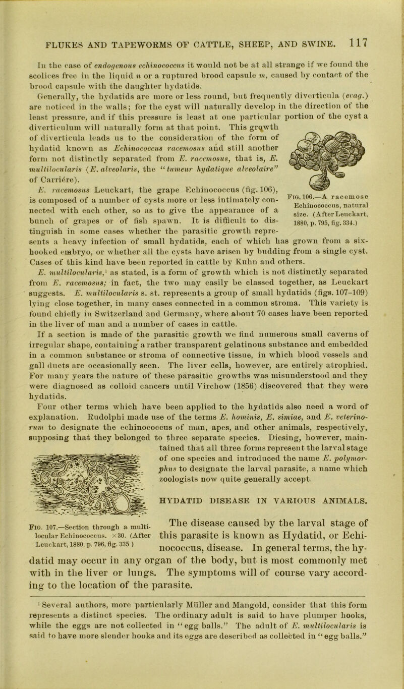 In the case of endogenous echinococcus it would not be at all strange it we found tlie scolices free in the liquid n or a ruptured brood capsule m, caused by contact of the brood capsule with the daughter hydatids. Generally, the hydatids are more or less round, but frequently diverticula (erag.) are noticed in the walls; for the cyst will naturally develop in the direction o! the least pressure, and if this pressure is least at one particular portion of the cyst a diverticulum will naturally form at that point. This growth of diverticula leads us to the consideration of the form of hydatid known as Echinococcus racemosus and still another form not distinctly separated from E. racemosus, that is, E. multilocularis (E. alveolaris, the “tumeur hydatique alveolaire” of Carri6re). E. racemosus Leuckart, the grape Echinococcus (fig. 106), is composed of a number of cysts more or less intimately con- nected with each other, so as to give the appearance of a bunch of grapes or of fish spawn. It is difficult to dis- tinguish in some cases whether the parasitic growth repre- sents a heavy infection of small hydatids, each of which has grown from a six- hooked embryo, or whether all the cysts have arisen by budding from a single cyst. Cases of this kind have been reported in cattle by Kuhn and others. E. multilocularis,1 as stated, is a form of growth which is not distinctly separated from E. racemosus; in fact, the two may easily be classed together, as Leuckart suggests. E. multilocularis s. st. represents a group of small hydatids (figs. 107-109) lying close together, in many cases connected in a common stroma. This variety is found chiefly in Switzerland and Germany, where about 70 cases have been reported in the liver of man and a number of cases in cattle. If a section is made of the parasitic growth we find numerous small caverns of irregular shape, containing a rather transparent gelatinous substance and embedded in a common substance or stroma of connective tissue, in which blood vessels and gall ducts are occasionally seen. The liver cells, however, are entirely atrophied. For many years the nature of these parasitic growths was misunderstood and they were diagnosed as colloid cancers until Virchow (1856) discovered that they were hydatids. Four other terms which have been applied to the hydatids also need a word of explanation. Rudolphi made use of the terms E. hominis, E. simiae, and E. veterino- rum to designate the echinococcus of man, apes, and other animals, respectively, supposing that they belonged to three separate species. Diesing, however, main- tained that all three forms represent the larval stage of one species and introduced the name E. polymor- phus to designate the larval parasite, a name which zoologists now quite generally accept. HYDATID DISEASE IN VARIOUS ANIMALS. Fig. 106.—A racemose Echinococcus, natural size. (AfterLeuckart, 1880, p.795, fig. 334.) Fig. 107.—Section through a multi- locular Echinococcus. X30. (After Leuckart, 1880, p. 796, fig. 335 ) The disease caused by the larval stage of this parasite is kuown as Hydatid, or Echi- nococcus, disease. In general terms, the hy- datid may occur in any organ of the body, but is most commonly met with in the liver or lungs. The symptoms will of course vary accord- ing to the location of the parasite. 1 Several authors, more particularly Muller and Mangold, consider that this form represents a distinct species. The ordinary adult is said to have plumper hooks, while the eggs are not collected in “egg balls.” The adult of E. multilocularis is said to have more slender hooks and its eggs are described as collected in “ egg balls.”