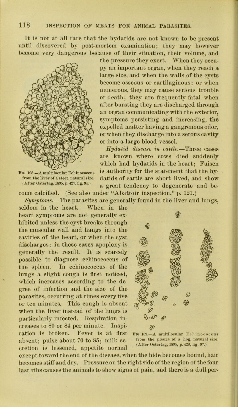 Fig. 108.—Amultilocular Echinococcus from the liver of a steer, natural size. (After Ostertag, 1895, p. 427, fig. 94.) It is not at all rare that the hydatids are not known to be present until discovered by postmortem examination; they may however become very daugerous because of their situation, their volume, and the pressure they exert. When they occu- py an important organ, when they reach a large size, and when the walls of the cysts become osseous or cartilaginous; or when numerous, they may cause serious trouble or death; they are frequently fatal when after bursting they are discharged through an organ communicating with the exterior, symptoms persisting and increasing, the expelled matter having a gangrenous odor, or when they discharge into a serous cavity or into a large blood vessel. Hydatid disease in cattle.—Three cases are known where cows died suddenly which had hydatids in the heart; Fuisen is authority for the statement that the hy- datids of cattle are short lived, and show a great tendency to degenerate and be- come calcified. (See also under “Abattoir inspection,” p. 121.) Symptoms.— The parasites are generally found in the liver and lungs, seldom in the heart. When in the heart symptoms are not generally ex- ® hibited unless the cyst breaks through the muscular wall and hangs into the cavities of the heart, or when the cyst discharges; in these cases apoplexy is generally the result. It is scarcely possible to diagnose echinococcus of the spleen. In echinococcus of the lungs a slight cough is first noticed, which increases according to the de- gree of infection and the size of the parasites, occurring at times every five or ten minutes. This cough is absent when the liver instead of the lungs is particularly infected. Respiration in- creases to 80 or 84 per minute. Inspi- ration is broken. Fever is at first absent; pulse about 70 to 85; milk se- cretion is lessened, appetite normal except toward the end of the disease, when the hide becomes bound, hair becomes stiff and dry. Pressure on the right side of the region of the four last ribs causes the animals to show signs of pain, and there is a dull per- Fig. 109.—A multilocular Echinococcus from the pleura of a hog, natural size. (After Ostertag, 1895, p.428, fig. 97.)