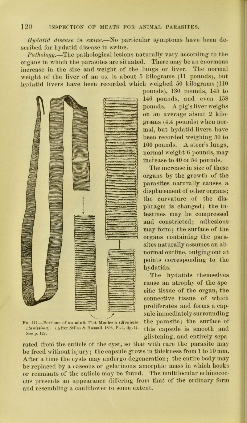 Hydatid disease in swine.—No particular symptoms have been de- scribed for hydatid disease in swine. Pathology.—The pathological lesions naturally vary according to the organs in which the parasites are situated. There may be an enormous increase in the size and weight of the lungs or liver. The normal weight of the liver of an ox is about 5 kilograms (11 pounds), but hydatid livers have been recorded which weighed 50 kilograms (110 pounds), 130 pounds, 145 to 140 pounds, and even 158 pounds. A pig’s liver weighs on an average about 2 kilo- grams (4.4 pounds) when nor- mal, but hydatid livers have been recorded weighing 50 to 100 pounds. A steer’s lungs, normal weight 6 pounds, may increase to 40 or 54 pounds. The increase in size of these organs by the growth of the parasites naturally causes a displacement of other organs; the curvature of the dia- phragm is changedj the in- testines may be compressed and constricted; adhesions may form; the surface of the organs containing the para- sites naturally assumes an ab- normal outline, bulging out at points corresponding to the hydatids. The hydatids themselves cause an atrophy of the spe- cific tissue of the organ, the connective tissue of which proliferates and forms a cap- sule immediately surrounding the parasite; the surface of this capsule is smooth and glistening, and entirely sepa- rated from the cuticle of the cyst, so that with care the parasite may be freed without injury; the capsule grows in thickness from 1 to 10 mm. After a time the cysts may undergo degeneration; the entire body may be replaced by a caseous or gelatinous amorphic mass in which hooks or remnants of the cuticle may be found. The multilocular echinococ- cus presents an appearance differing from that of the ordinary form and resembling a cauliflower to some extent. Uwiwwi 3 i — < s — —i . ----- J' J 1 7 *- i— '-1 L V-- jrr.~rr r:•::r_.r ‘I ' •' • 1 Fig. 111.—Portions of an adult Flat Moniezia (Moniezia planissima). (After Stiles & Hassall, 1893, PI. 1, tig. 1). See p. 127.
