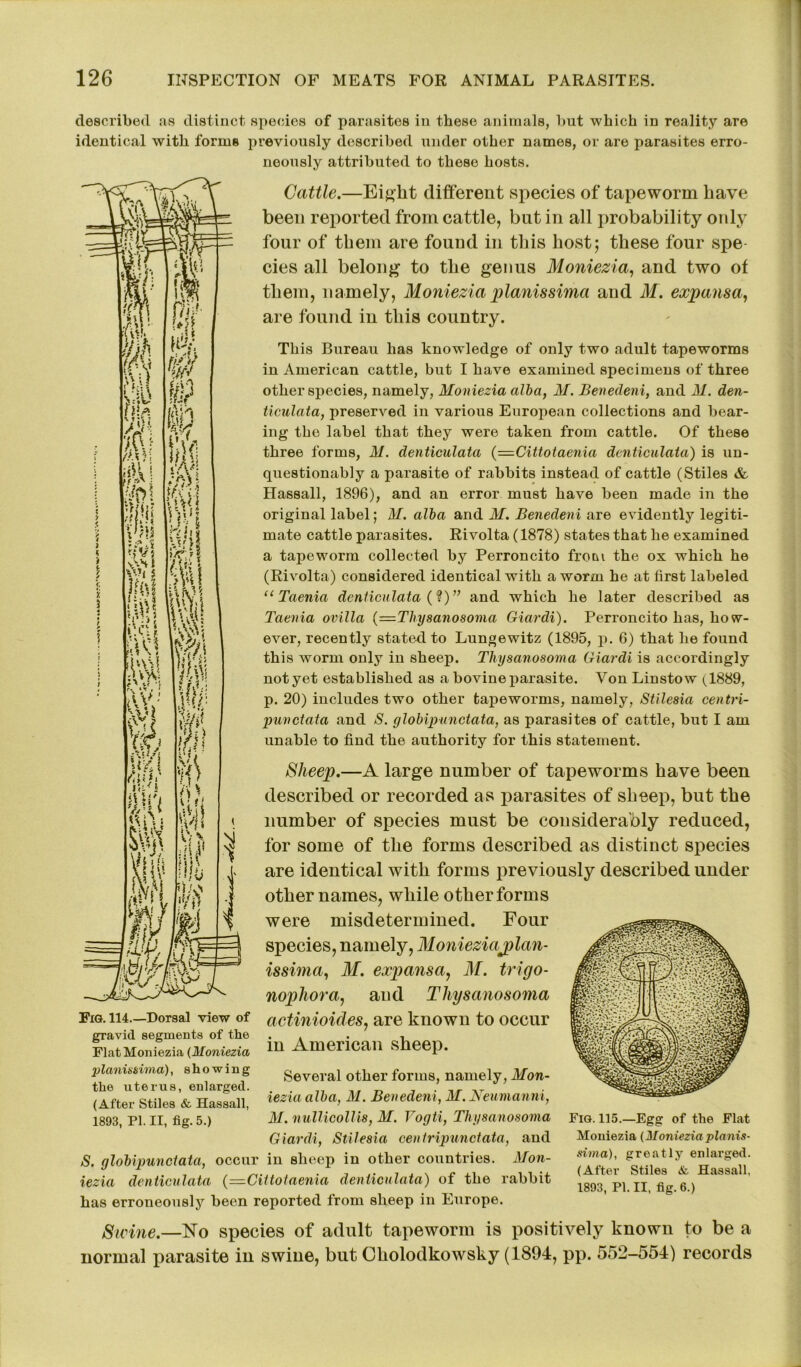 described as distinct species of parasites in these animals, but which in reality are identical with forms previously described under other names, or are parasites erro- neously attributed to these hosts. Cattle.—Eight different species of tapeworm have been reported from cattle, but in all probability only four of them are found in this host; these four spe- cies all belong to the genus Moniezia, and two of them, namely, Moniezia pianissimo and M. expansa, are found in this country. This Bureau has knowledge of only two adult tapeworms in American cattle, but I have examined specimens of three other species, namely, Moniezia alba, M. Benedeni, and M. den- ticulata, preserved in various European collections and bear- ing the label that they were taken from cattle. Of these three forms, M. denticulata (=Cittotaenia denticulata) is un- questionably a parasite of rabbits instead of cattle (Stiles & Hassall, 1896), and an error must have been made in the original label; M. alba and M. Benedeni are evidently legiti- mate cattle parasites. Rivolta (1878) states that he examined a tapeworm collected by Perroncito from the ox which he (Rivolta) considered identical with a worm he at first labeled u Taenia denticulata (?)” and which he later described as Taenia ovilla (=Thysanosoma Giardi). Perroncito has, how- ever, recently stated to Lungewitz (1895, p. 6) that he found this worm only in sheep. Thysanosoma Giardi is accordingly not yet established as a bovine parasite. Von Linstow (1889, p. 20) includes two other tapeworms, namely, Stilesia centri- punctata and S. globipunctata, as parasites of cattle, but I am unable to find the authority for this statement. Sheep.—A large number of tapeworms have been described or recorded as parasites of sheep, but the number of species must be considerably reduced, for some of the forms described as distinct species are identical with forms previously described under other names, while other forms were misdetermined. Four species, namely, Monieziajplan- issima, M. expansa, M. trigo- nopliora, and Thysanosoma actinioides, are known to occur in American sheep. Several other forms, namely, Mon- iezia alba, M. Benedeni, M. Neumanni, M. nullicolli8, M. Vogti, Thysanosoma Giardi, Stilesia centripunctata, and S. globipunctata, occur in sheep in other countries. Mon- iezia denticulata (=Cittoiaenia denticulata) of the rabbit has erroneously been reported from sheep in Europe. Swine.—No species of adult tapeworm is positively known to be a normal parasite in swine, but Cholodkowsky (1894, pp. 552-554) records Fig. 114.—Dorsal view of gravid segments of the Flat Moniezia (Moniezia planissima), showing the uterus, enlarged. (After Stiles & Hassall, 1893, PI. II, fig. 5.) Fig. 115.—Egg of the Flat Moniezia (Monieziaplanis- sima), greatly enlarged. (After Stiles <fc Hassall, 1893, PI. II, fig. 6.)