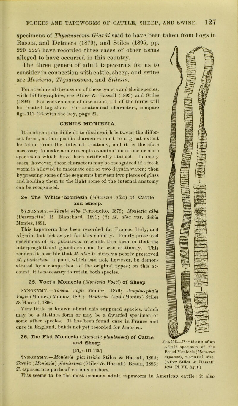 GENUS MONIEZIA. It is often quite difficult to distinguish between the differ- ent forms, as the specific characters must to a great extent be taken from the internal anatomy, and it is therefore necessary to make a microscopic examination of one or more specimens which have been artificially stained. In many cases, however, these characters maybe recognized if a fresh worm is allowed to macerate one or two days in water; then by pressing some of the segments between two pieces of glass and holding them to the light some of the internal anatomy can be recognized. 24. The White Moniezia (Moniezia alba) of Cattle and Sheep. Synonymy.—Taenia alba Perroncito, 1879; Moniezia alba (Perroncito) R. Blanchard, 1891; ( ?) M. alba var. dubia Moniez, 1891. This tapeworm has been recorded for France, Italy, and Algeria, but not as yet for this country. Poorly preserved specimens of M. planissima resemble this form in that the interproglottidal glands can not be seen distinctly. This renders it possible that M. alba is simply a poorly preserved M. planissima—a point which can not, however, be demon- strated by a comparison of the original types; on this ac- count, it is necessary to retain both species. 25. Vogt’s Moniezia (Moniezia Vogti) of Sheep. Synonymy.—Taenia. Vogti Moniez, 1879; Anoplocephala Vogti (Moniez) Moniez, 1891; Moniezia Vogti (Moniez) Stiles & Hassall, 1896. Very little is known about this supposed species, which may be a distinct form or may be a dwarfed specimen ot some other species. It has been found once in France and once in England, but is not yet recorded for America. 26. The Flat Moniezia {Monieziaplanissima) of Cattle and Sheep. r io. 116.—P o r 11 o n s of ai [Figs. 111-115.] Synonymy.—Moniezia planissima Stiles & Hassall, 1892; Taenia {Moniezia) planissima (Stiles & Hassall) Braun, 1895; T. expansa pro parte of various authors. This seems to be the most common adult tapeworm in American cattle; it als adult specimen of tin Broad Moniezia (Moniezit expansa), natural size (After Stiles & Hassall 1893, PI. VI, tig. 1.) specimens of Thysanosoma Giardi said to have been taken from .Russia, and Detmers (1879), and Stiles (1895, pp. 220-222) have recorded three cases of other forms alleged to have occurred in this country. The three genera of adult tapeworms for us to consider in connection with cattle, sheep, and swine are Moniezia, Thysanosoma, and Stilesia. For a technical discussion of those genera and their species, with bibliographies, see Stiles Sz Hassall (1893) and Stiles (1896). For convenience of discussion, all of the forms will be treated together. For anatomical characters, compare figs. 111-124 with the key, page 21. hogs in