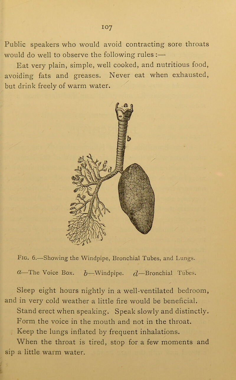 Public speakers who would avoid contracting sore throats would do well to observe the following rules :— Eat very plain, simple, well cooked, and nutritious food, avoiding fats and greases. Never eat when exhausted, but drink freely of warm water. Fig. 6.—Showing the Windpipe, Bronchial Tubes, and Lungs. —The Voice Box. J—Windpipe. ^—Bronchial Tubes. Sleep eight hours nightly in a well-ventilated bedroom, and in very cold weather a little fire would be beneficial. Stand erect when speaking. Speak slowly and distinctly. Form the voice in the mouth and not in the throat. Keep the lungs inflated by frequent inhalations. When the throat is tired, stop for a few moments and sip a little warm water.