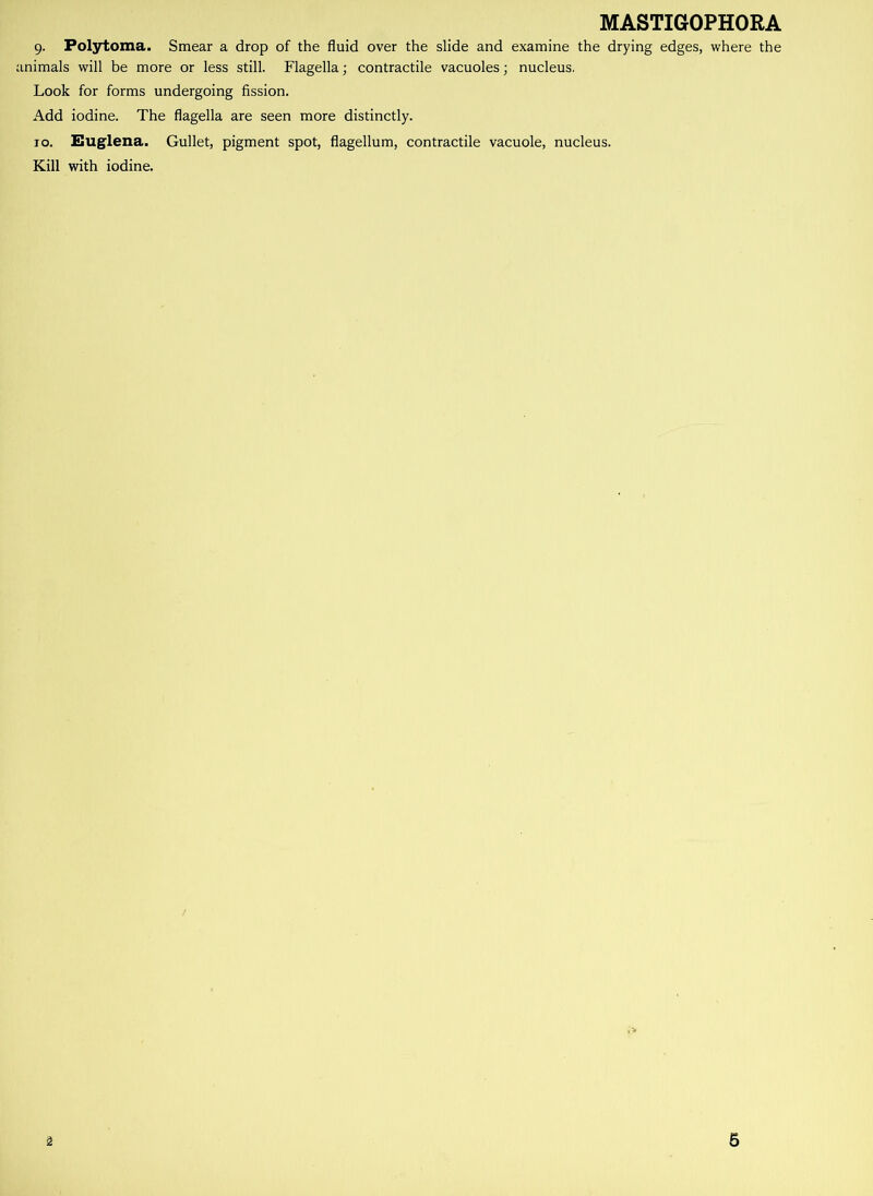 9. Polytoma. Smear a drop of the fluid over the slide and examine the drying edges, where the animals will be more or less still. Flagella; contractile vacuoles; nucleus. Look for forms undergoing fission. Add iodine. The flagella are seen more distinctly. 10. Euglena. Gullet, pigment spot, flagellum, contractile vacuole, nucleus. Kill with iodine.