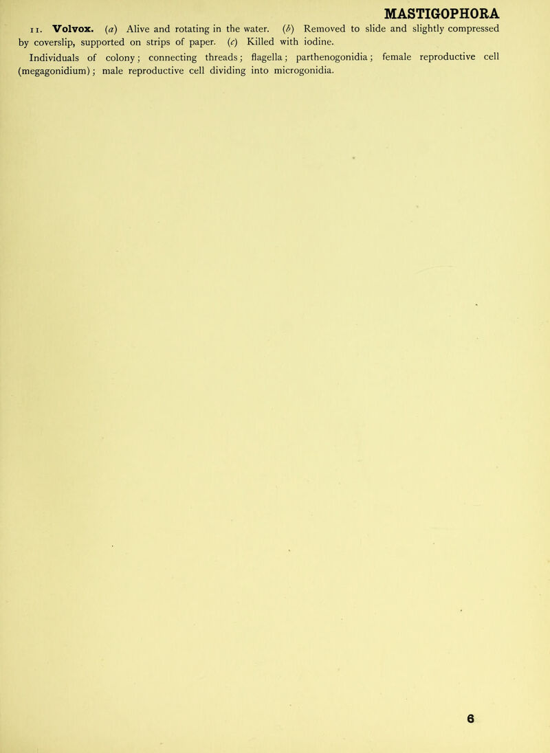 ii. Volvox. (a) Alive and rotating in the water, (fi) Removed to slide and slightly compressed by coverslip, supported on strips of paper, (c) Killed with iodine. Individuals of colony; connecting threads; flagella; parthenogonidia; female reproductive cell (megagonidium); male reproductive cell dividing into microgonidia.