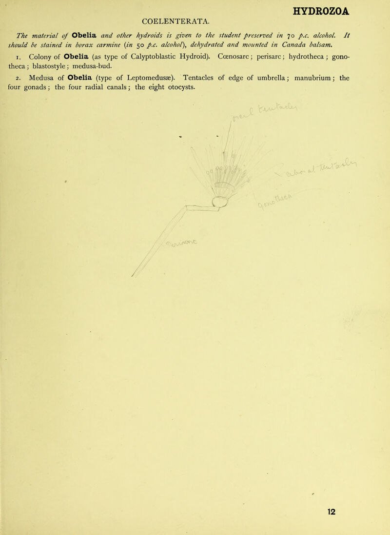 COELENTERATA. The material of Obelia and other hydroids is given to the student preserved in 70 p.c. alcohol. It should be stained in borax carmine (in 50 p.c. alcohol), dehydrated and mounted in Canada balsam. 1. Colony of Obelia (as type of Calyptoblastic Hydroid). Ccenosarc; perisarc; hydrotheca; gono- theca; blastostyle; medusa-bud. 2. Medusa of Obelia (type of Leptomedusse). Tentacles of edge of umbrella; manubrium; the four gonads; the four radial canals; the eight otocysts. 12