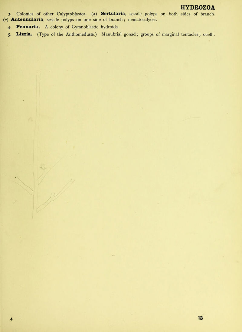 3. Colonies of other Calyptoblastea. (a) Sertularia, sessile polyps on both sides of branch. (b) Antennularia, sessile polyps on one side of branch; nematocalyces. 4. Pennaria. A colony of Gymnoblastic hydroids. 5. Lizzia. (Type of the Anthomedusse.) Manubrial gonad; groups of marginal tentacles; ocelli. 4 13