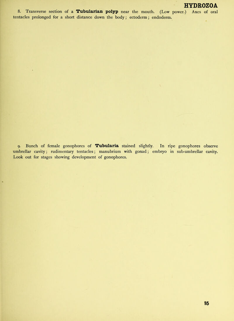 8. Transverse section of a Tubularian polyp near the mouth. (Low power.) Axes of oral tentacles prolonged for a short distance down the body; ectoderm; endoderm. 9. Bunch of female gonophores of Tubularia stained slightly. In ripe gonophores observe umbrellar cavity; rudimentary tentacles; manubrium with gonad; embryo in sub-umbrellar cavity. Look out for stages showing development of gonophores. 16