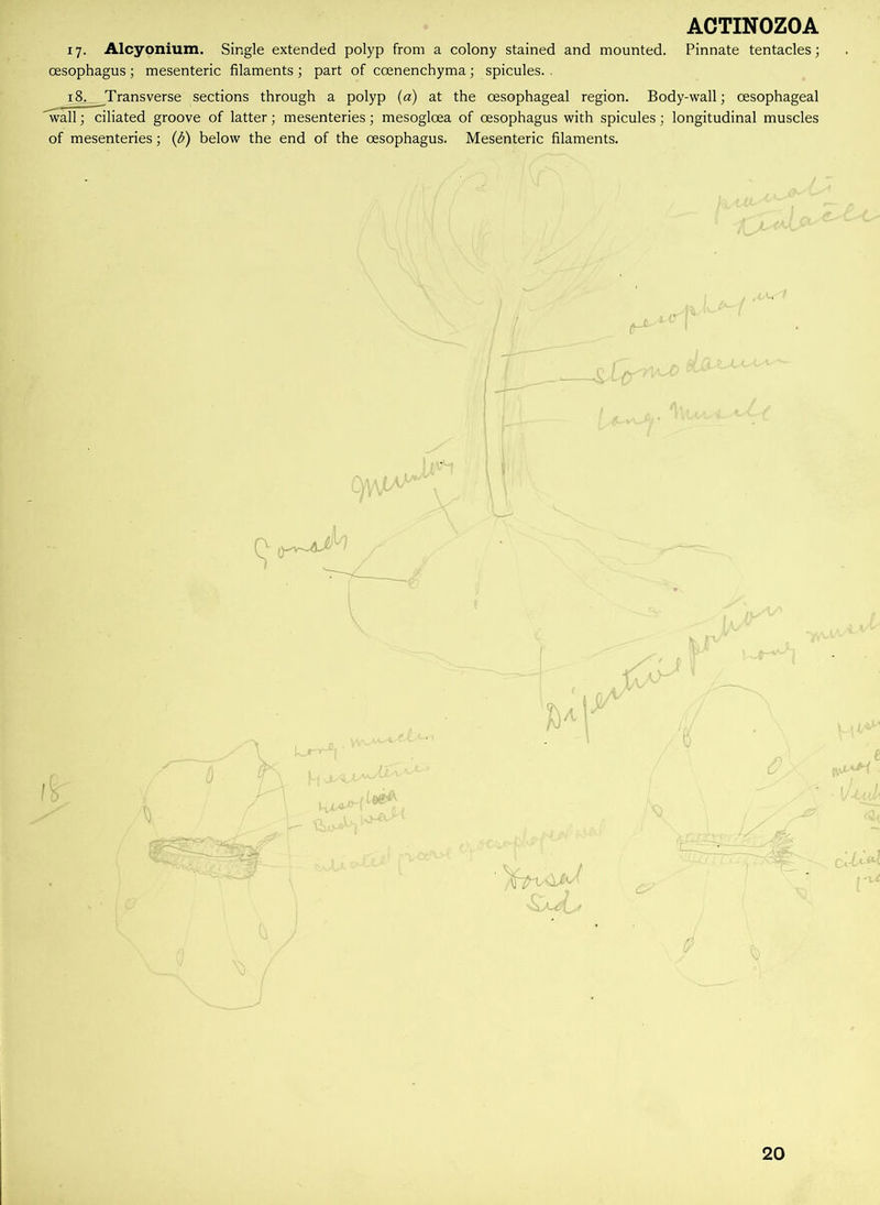 17. Alcyonium. Single extended polyp from a colony stained and mounted. Pinnate tentacles; oesophagus ; mesenteric filaments ; part of coenenchyma; spicules. . 18. Transverse sections through a polyp (a) at the oesophageal region. Body-wall; oesophageal wall; ciliated groove of latter; mesenteries; mesogloea of oesophagus with spicules; longitudinal muscles of mesenteries; (b) below the end of the oesophagus. Mesenteric filaments. 20