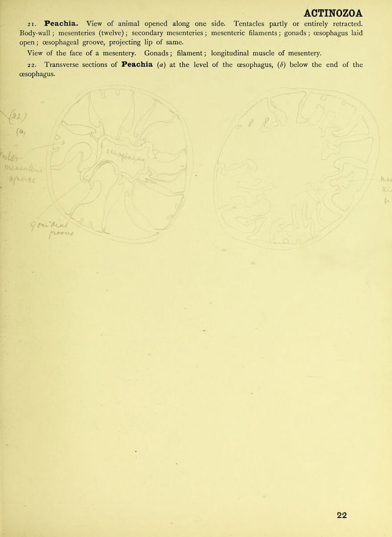 21. Peachia. View of animal opened along one side. Tentacles partly or entirely retracted. Body-wall; mesenteries (twelve); secondary mesenteries; mesenteric filaments; gonads; oesophagus laid open; oesophageal groove, projecting lip of same. View of the face of a mesentery. Gonads; filament; longitudinal muscle of mesentery. 22. Transverse sections of Peachia (a) at the level of the oesophagus, (b) below the end of the oesophagus.