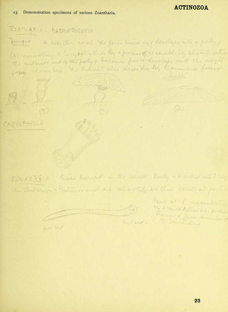 23. Demonstration specimens of various Zoantharia. 2^V A.VA - *fa*~yi* (X ^ «Wt J&yn t • Lh J ! ' '* ^^\t~GZ^c<3 ^^e\A>tAx\^i^yC^v'Jl^ (l$L*c^r< ■ - tgU Glvy^vn L-rJ ^ ^CTf^y p (m *\Uf XXa GkJ^M^ I Lju, ' 7\j Qui.L'M nJl^c olix^ 'oU, 'UCU^ • .«< rrm 'iWh?MLi-\ u £i?AM/OSM ^ / •■--w'} &o~ehj . Wu; <1/ h 'U^^U* CZ(Lr ■ '•• v~t &( fl CL*aJ~. yvrm. ‘i.-t-: