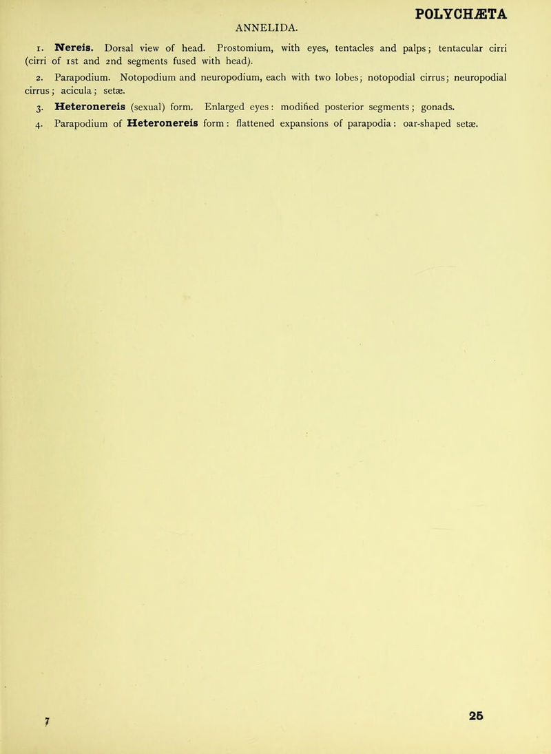 ANNELIDA. 1. Nereis. Dorsal view of head. Prostomium, with eyes, tentacles and palps; tentacular cirri (cirri of ist and 2nd segments fused with head). 2. Parapodium. Notopodium and neuropodium, each with two lobes; notopodial cirrus; neuropodial cirrus; acicula; setae. 3. Heteronereis (sexual) form. Enlarged eyes: modified posterior segments; gonads. 4. Parapodium of Heteronereis form : flattened expansions of parapodia: oar-shaped setae. 7