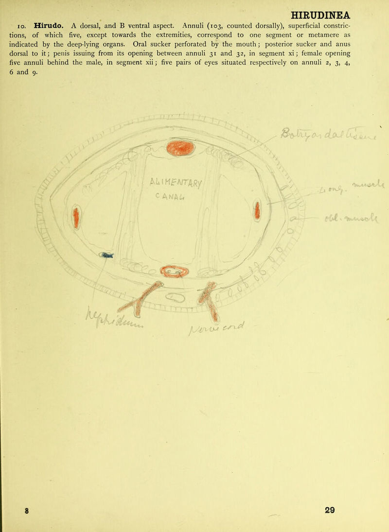 io. Hirudo. A dorsal, and B ventral aspect. Annuli (103, counted dorsally), superficial constric- tions, of which five, except towards the extremities, correspond to one segment or metamere as indicated by the deep-lying organs. Oral sucker perforated by the mouth; posterior sucker and anus dorsal to it; penis issuing from its opening between annuli 31 and 32, in segment xi; female opening five annuli behind the male, in segment xii; five pairs of eyes situated respectively on annuli 2, 3, 4, 6 and 9. t m A^iMpA/r^y I