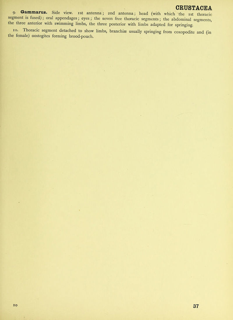 9. Gammarus. Side view. 1st antenna; 2nd antenna; head (with which the 1st thoracic segment is fused); oral appendages; eyes; the seven free thoracic segments; the abdominal segments, the three anterior with swimming limbs, the three posterior with limbs adapted for springing. 10. Thoracic segment detached to show limbs, branchiae usually springing from coxopodite and (in the female) oostegites forming brood-pouch. 10 37
