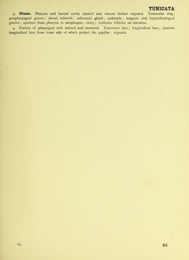 3. Ciona. Pharynx and buccal cavity opened and viscera further exposed. Tentacular ring; peripharyngeal groove; dorsal tubercle; subneural gland; endostyle; languets and hyperpharyngeal groove; aperture from pharynx to oesophagus; ovary; testicular follicles on intestine. 4. Portion of pharyngeal wall stained and mounted. Transverse bars; longitudinal bars; internal longitudinal bars from inner side of which project the papillae; stigmata. 24 93