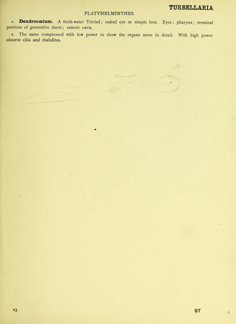 PLATYHELMINTHES. 1. Dendrocoelum. A fresh-water Triclad; naked eye or simple lens. Eyes; pharynx; terminal portions of generative ducts; enteric caeca. 2. The same compressed with low power to show the organs more in detail. With high power observe cilia and rhabdites. 25 97