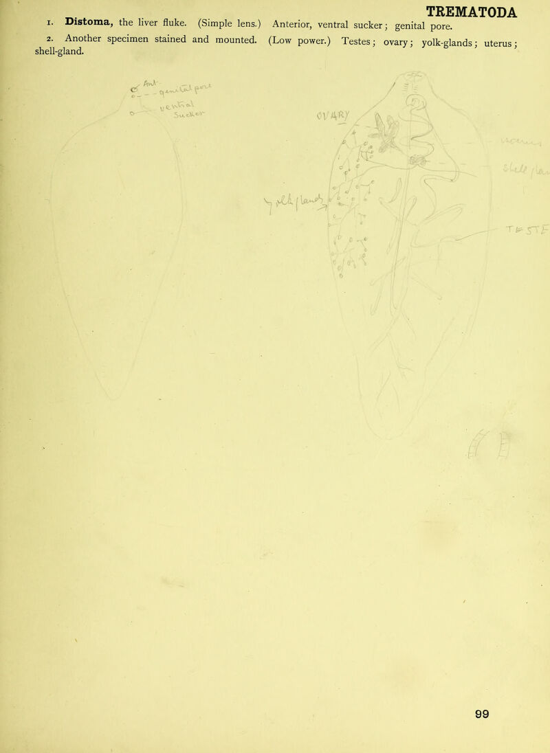 TREMATODA 1. Distoma, the liver fluke. (Simple lens.) Anterior, ventral sucker; genital pore. 2. Another specimen stained and mounted. (Low power.) Testes; ovary; yolk-glands; uterus; shell-gland. 99