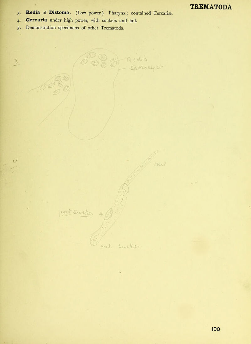 . Redia of Distoma. (Low power.) Pharynx; contained Cercarise. Cercaria under high power, with suckers and tail. . Demonstration specimens of other Trematoda.