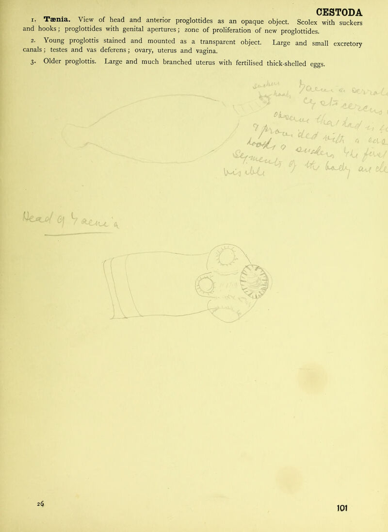 1. Taenia. View of head and anterior proglottides as an opaque object. Scolex with suckers and hooks; proglottides with genital apertures; zone of proliferation of new proglottides. 2. Young proglottis stained and mounted as a transparent object. Large and small excretory canals j testes and vas deferens; ovary, uterus and vagina. 3. Older proglottis. Large and much branched uterus with fertilised thick-shelled eggs. 2$ 101