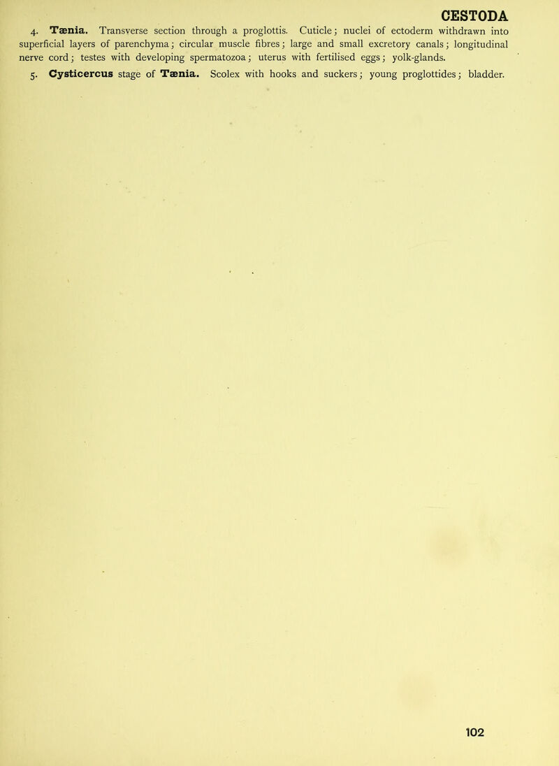 4. Taenia. Transverse section through a proglottis. Cuticle; nuclei of ectoderm withdrawn into superficial layers of parenchyma; circular muscle fibres; large and small excretory canals; longitudinal nerve cord; testes with developing spermatozoa; uterus with fertilised eggs; yolk-glands.