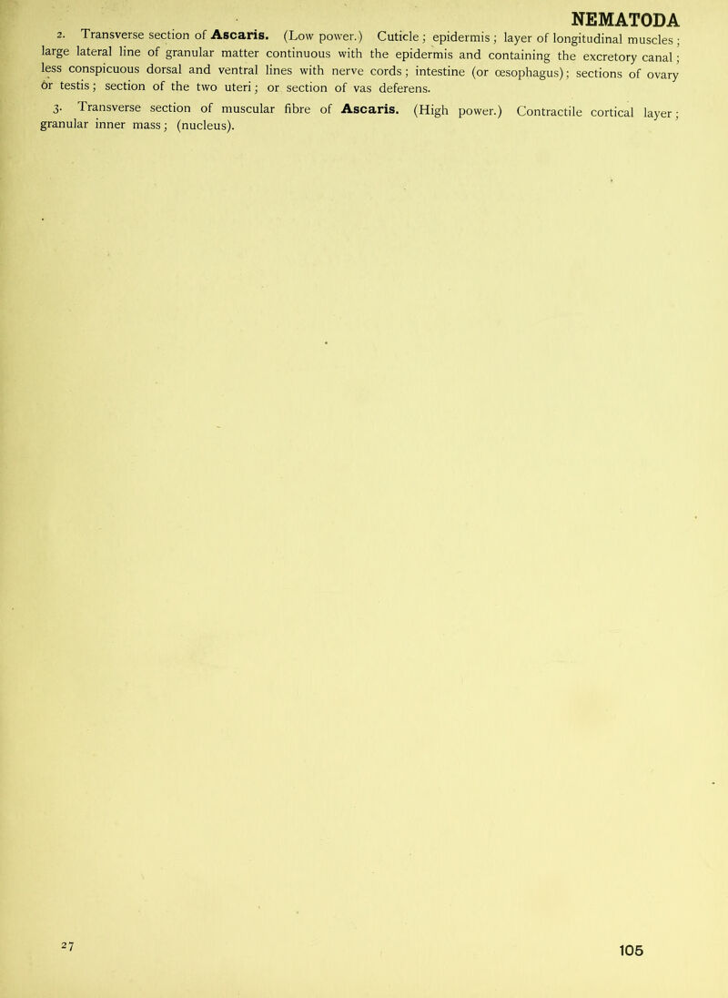 2. Transverse section of Ascaris. (Low power.) Cuticle; epidermis ; layer of longitudinal muscles ; large lateral line of granular matter continuous with the epidermis and containing the excretory canal; less conspicuous dorsal and ventral lines with nerve cords; intestine (or oesophagus); sections of ovary or testis; section of the two uteri; or section of vas deferens. 3. Transverse section of muscular fibre of Ascaris. (High power.) Contractile cortical layer; granular inner mass; (nucleus). 27 105