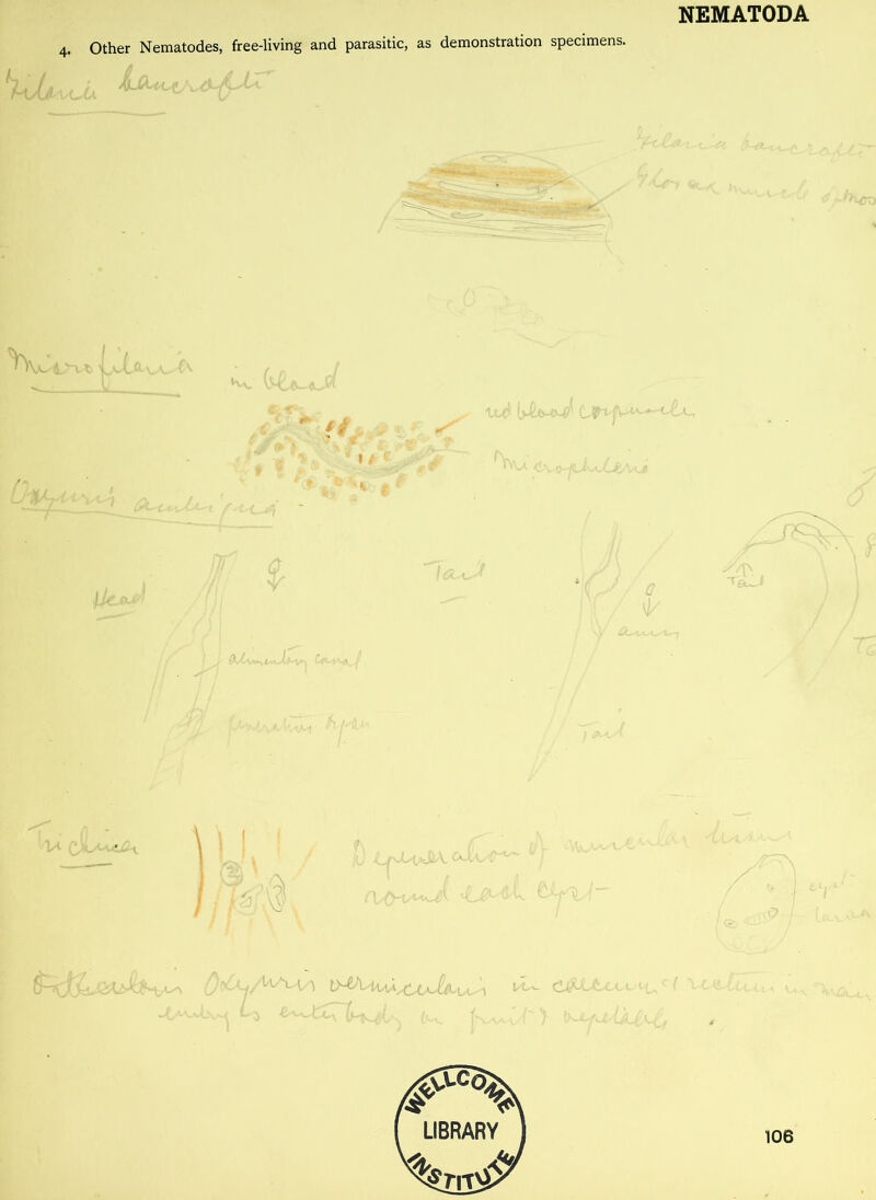 4. Other Nematodes, free-living and parasitic, as demonstration specimens. ,-£j- ■v ■ hico « \JtA^ *• ' # 1 # iu* (>£<5-0^ C\si^Lh^Jji!AA,e %■ w C^ys^f {■MJ \ fl'l'b* '/m <uui eyt/' 0 11^-*/ 1? Or>Uj/^AA X>VU^aaJUa^\ ^ C&ttcco^/ VU! -tAVv-bv^ ^ tv-V b^disiXl^ / 106