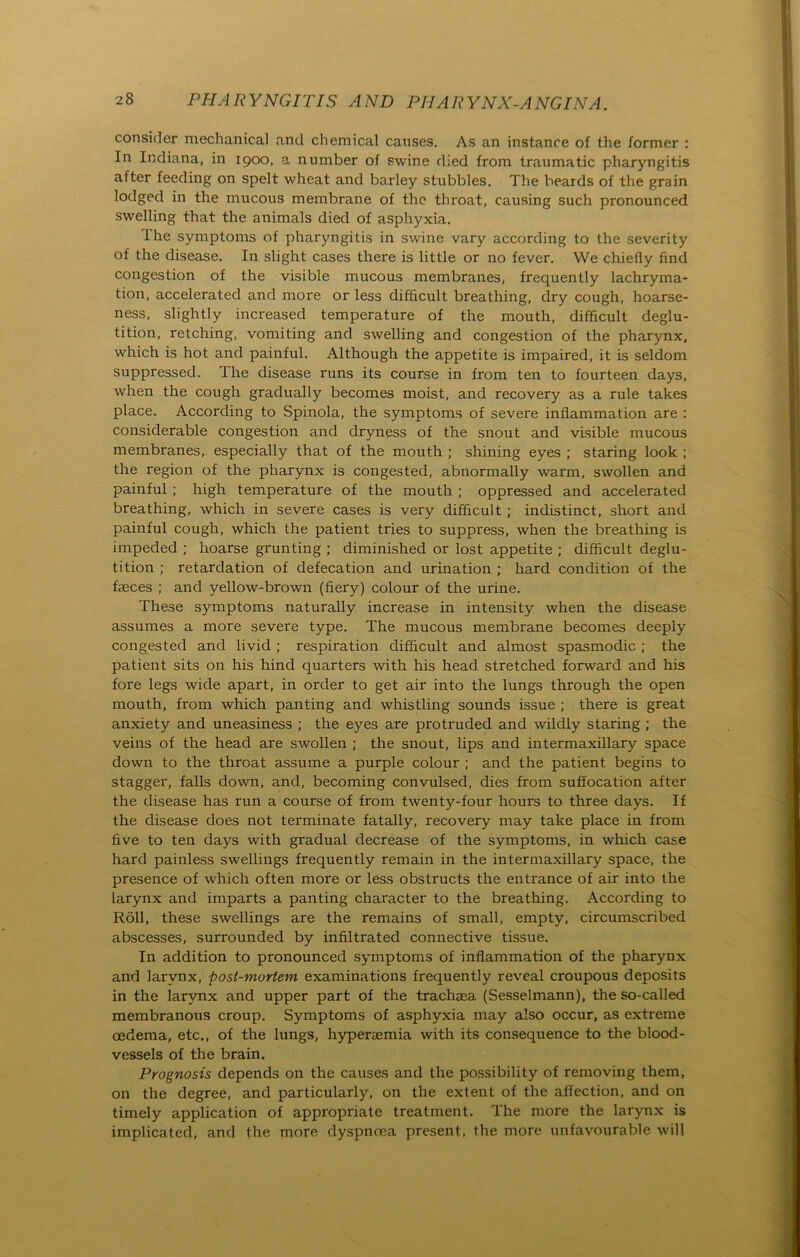consider ruechanical and Chemical causes. As an instance of the former : In Indiana, in 1900, a nurnber of swine died from traumatic pharyngitis after feeding on speit wheat and barley stubbles. The beards of the grain lodged in the mucous membrane of the throat, causing such pronounced swelling that the animals died of aspliyxia. lhe Symptoms of pharyngitis in swine vary according to the severity of the disease. In slight cases there is little or no fever. We chiefly find congestion of the visible mucous membranes, frequently lachryma- tion, accelerated and more or less difficult breathing, dry cough, hoarse- ness, slightly increased temperature of the mouth, difficult deglu- tition, retching, vomiting and swelling and congestion of the pharynx, which is hot and painful. Although the appetite is impaired, it is seldom suppressed. The disease runs its course in from ten to fourteen days, when the cough gradually becomes moist, and recovery as a rule takes place. According to Spinola, the Symptoms of severe inflammation are : considerable congestion and dryness of the snout and visible mucous membranes, especially that of the mouth ; shining eyes ; staring look ; the region of the pharynx is congested, abnormally warm, swollen and painful ; high temperature of the mouth ; oppressed and accelerated breathing, which in severe cases is very difficult ; indistinct, short and painful cough, which the patient tries to suppress, when the breathing is impeded ; hoarse grunting ; diminished or lost appetite ; difficult deglu- tition ; retardation of defecation and urination ; hard condition of the faeces ; and yellow-brown (fiery) colour of the urine. These Symptoms naturally increase in intensity when the disease assumes a more severe type. The mucous membrane becomes deeply congested and livid ; respiration difficult and almost spasmodic ; the patient sits 011 his hind quarters with his head stretched forward and his fore legs wide apart, in order to get air into the lungs through the open mouth, from which panting and whistling sounds issue ; there is great anxiety and uneasiness ; the eyes are protruded and wildly staring ; the veins of the head are swollen ; the snout, lips and intermaxillary space down to the throat assume a purple colour ; and the patient begins to stagger, falls down, and, becoming convulsed, dies from suffocation after the disease has run a course of from twenty-four hours to three days. If the disease does not terminate fatally, recovery may take place in from five to ten days with gradual decrease of the Symptoms, in which case hard painless swellings frequently remain in the intermaxillary space, the presence of which often more or less obstructs the entrance of air into the larynx and imparts a panting character to the breathing. According to Röll, these swellings are the remains of small, empty, circumscribed abscesses, surrounded by infiltrated connective tissue. In addition to pronounced Symptoms of inflammation of the pharynx and larynx, post-morlem examinations frequently reveal croupous deposits in the larynx and upper part of the trachaea (Sesselmann), the so-called membranous croup. Symptoms of asphyxia may also occur, as extreme cedema, etc,, of the lungs, hyperaemia with its consequence to the blood- vessels of the brain. Prognosis depends on the causes and the possibility of removing them, on the degree, and particularly, on the extent of the affection, and on timely application of appropriate treatment. The more the larynx is implicated, and the more dyspnoea present, the more unfavourable will