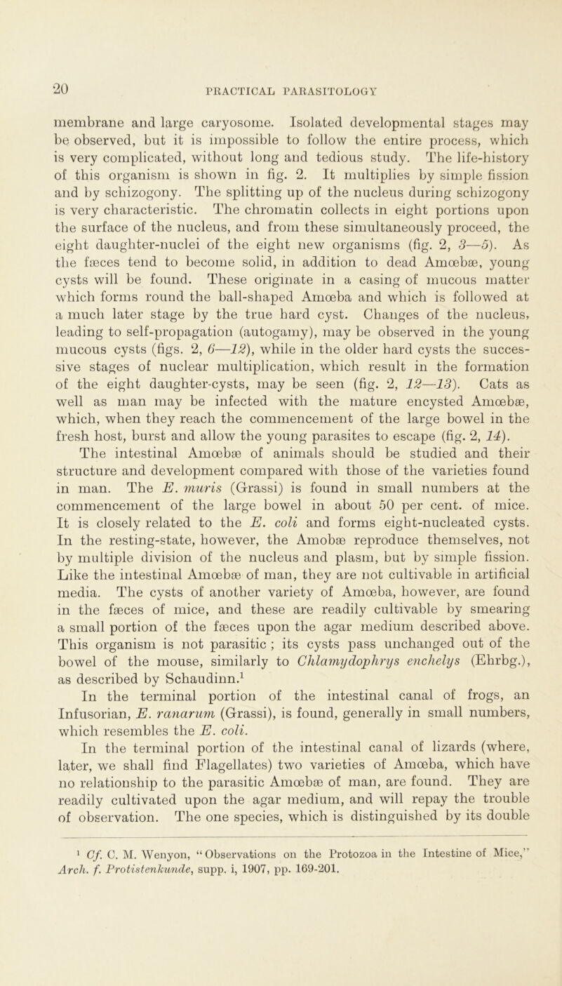 membrane and large caryosome. Isolated developmental stages may be observed, but it is impossible to follow the entire process, which is very complicated, without long and tedious study. The life-history of this organism is shown in fig. 2. It multiplies by simple fission and by schizogony. The Splitting up of the nucleus during schizogony is very characteristic. The chromatin collects in eight portions upon the surface of the nucleus, and from these simultaneously proceed, the eight daugliter-nuclei of the eight new organisms (fig. 2, 3—5). As the faeces tend to become solid, in addition to dead Amoebae, young cysts will be found. These origmate in a casing of mucous matter which forms round the ball-shaped Amoeba and which is followed at a much later stage by the true hard cyst. Changes of the nucleus, leading to self-propagation (autogamy), may be observed in the young mucous cysts (figs. 2, 6—12), while in the older hard cysts the succes- sive stages of nuclear multiplication, which result in the formation of the eight daughter-cysts, may be seen (fig. 2, 12—13). Cats as well as man may be infected with the mature encysted Amoebae, which, when they reach the commencement of the large bowel in the fresh host, burst and allow the young parasites to escape (fig. 2, 14). The intestinal Amoebae of animals should be studied and their structure and development compared with those of the varieties found in man. The E. muris (Grassi) is found in small numbers at the commencement of the large bowel in about 50 per cent. of mice. It is closely related to the E. coli and forms eight-nucleated cysts. In the resting-state, howrever, the Amobae reproduce themselves, not by multiple division of the nucleus and plasm, but by simple fission. Like the intestinal Amoebae of man, they are not cultivable in artificial media. The cysts of another variety of Amoeba, however, are found in the faeces of mice, and these are readily cultivable by smearing a small portion of the faeces upon the agar medium described above. This organism is not parasitic ; its cysts pass unchanged out of the bowel of the rnouse, similarly to GElamydojphvys enchelys (Ehrbg.), as described by Schaudinn.1 In the terminal portion of the intestinal canal of frogs, an Infusorian, E. ranarum (Grassi), is found, generally in small numbers, which resembles the E. coli. In the terminal portion of the intestinal canal of lizards (where, later, we shalf find Flagellates) two varieties of Amoeba, which have no relationship to the parasitic Amoebae of man, are found. They are readily cultivated upon the agar medium, and will repay the trouble of observation. The one species, which is distinguished by its double 1 Cf. C. M. Wenyon, “ Observations on the Protozoa in the Intestine of Mice,’ Arcli. f. Protistenhunde, supp, i, 1907, pp. 169-201.