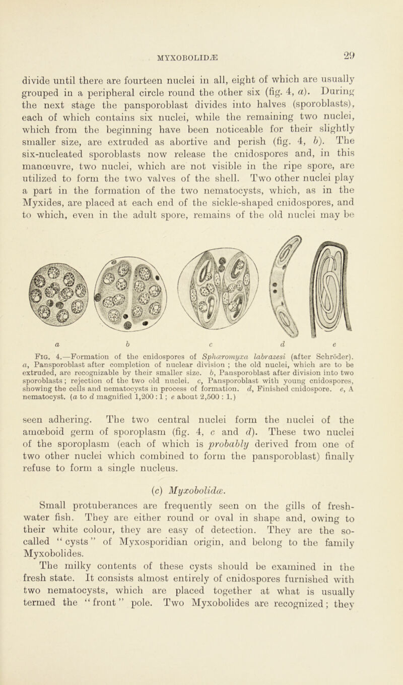 divide until there are fourteen nuclei in all, eight of which are usually grouped in a peripheral circle round tbe other six (fig. 4, a). Düring the next stage tbe pansporoblast divides into halves (sporoblasts), eacb of wbicb contains six nuclei, wbile tbe remaining two nuclei, which from the beginning bave been noticeable for their slightly smaller size, are extruded as abortive and perisb (fig. 4, b). The six-nucleated sporoblasts now release tbe cnidospores and, in this manoeuvre, two nuclei, which are not visible in the ripe spore, are utilized to form the two valves of the shell. Two other nuclei play a part in the formation of the two nematocysts, which, as in the Myxides, are placed at each end of the sickle-shaped cnidospores, and to which, even in the adult spore, remains of the old nuclei may be Fig. 4.—Formation of the cnidospores of Sphceromyxa labrazesi (after Schröder). a, Pansporoblast after completion of nuclear division ; the old nuclei, which are to be extruded, are recognizable by their smaller size. b, Pansporoblast after division into two sporoblasts ; rejection of the two old nuclei. c, Pansporoblast with young cnidospores, showing the cells and nematocysts in process of formation. d, Finished cnidospore. e, A nematocyst. (a to d magnified 1,200 :1; e about 2,500 : 1.) seen adhering. The two central nuclei form the nuclei of the amoeboid germ of sporoplasm (fig. 4, c and d). These two nuclei of the sporoplasm (each of which is probably derived from one of two other nuclei which combined to form the pansporoblast) finally refuse to form a single nucleus. (c) Myxobolidce. Small protuberances are frequently seen on the gills of fresh- water fish. Tbey are either round or oval in shape and, owing to their white colour, they are easy of detection. They are the so- called “ cysts ” of Myxosporidian origin, and belong to the family Myxobolides. The rnilky contents of these cysts sliould be examined in the fresh state. It consists almost entirely of cnidospores furnished with two nematocysts, which are placed together at what is usually termed the “front” pole. Two Myxobolides are recognized; they