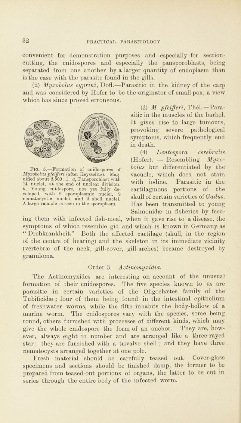 convenient for demonstration purposes and especially for section- cutting, the cnidospores and especially the pansporoblasts, being separated from one anotber by a larger quantity of endoplasm than is the case with the parasite found in the gills. (2) Myxobolus cyprmi, Dofl.—Parasitic in the kidney of the carp and was considered by Hofer to be the originator of small-pox, a view (3) M. pfeifferi, Thel.—Para- sitic in the muscles of the barbel. It gives rise to large tumours, provoking severe pathological Symptoms, which frequently end in death. (4) Lentospora cerebralis (Hofer). — Resembling Myxo- bolus but differentiated by the vacnole, which does not stain with iodine. Parasitic in the cartilaginous portions of the skull of certain varieties of Gadus. Has been transmitted to young Salmonidse in fisheries by feed- ing them with infected fish-meal, when it gave rise to a disease, the Symptoms of which resemble gid and which is known in Gfermany as “ Drehkrankheit.” Both the affected cartilage (skull, in the region of the centre of hearing) and the skeleton in its immediate vicinity (vertebrae of the neck, gill-cover, gill-arches) became destroyed by granuloma. Order 3. Actinomyxidia. The Actinomyxides are interesting on account of the unusual formation of their cnidospores. The live species known to us are parasitic in certain varieties of the Oligochaetes family of the Tubificidae ; four of them being found in the intestinal epithelium of freshwater worms, while the fifth inhabits the body-hollow of a marine worin. The cnidospores vary with the species, some being round, others furnished with processes of different kinds, which may give the whole cnidospore the form of an anchor. They are, how- ever, always eight in number and are arranged like a three-rayed star; they are furnished with a trivalve shell; and they have three nematocysts arranged together at one pole. Fresh material should be carefully teased out. Cover-glass specimens and sections should be finished damp, the former to be prepared from teased-out portions of Organs, the latter to be cut in series through the entire body of the infected worin. which has since proved erroneous. Fig. 5.—Formation of cnidospores of Myxobolus pfeifferi (after Keysselitz). Mag- nified about 2,500 :1. a, Pansporoblast with 14 nuclei, at the end of nuclear division. b, Young cnidospore, not yet fully de- veloped, with 2 sporoplasmic nuclei, 2 nematocystic nuclei, and 2 shell nuclei. A large vacuole is seen in the sporoplasm.