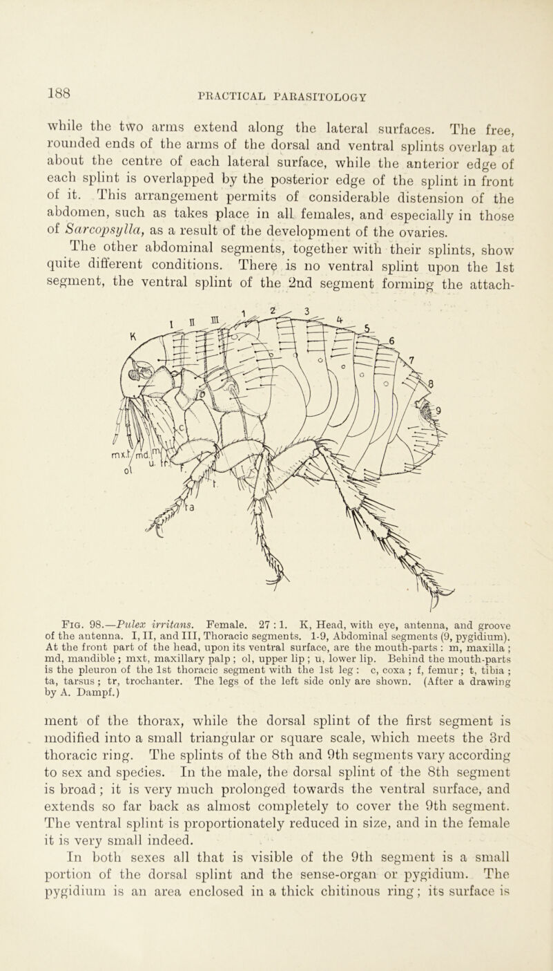 while the two arms extend along the lateral surfaces. The free, rouuded ends of the arms of the dorsal and ventral splints overlap at about the centre of eacli lateral surface, while the anterior edge of each splint is overlapped by the posterior edge of the splint in front of it. This arrangement permits of considerable distension of the abdomen, such as takes place in all females, and especially in those of Sarcopsylla, as a result of the development of the ovaries. The other abdominal Segments, together with their splints, show quite different conditions. Therp is no ventral splint upon the Ist segment, the ventral splint of the 2nd segment forming the attach- Fig. 98.—Pulex irritans. Female. 27 :1. K, Head, with eye, antenna, and groove of the antenna. I, II, and III, Thoracic Segments. 1-9, Abdominal segments (9, pygidium). At the front part of the head, upon its ventral surface, are the mouth-parts : m, maxilla ; md, mandible ; mxt, maxillary palp ; ol, upper lip ; u, lower lip. Behind the mouth-parts is the pleuron of the Ist thoracic segment with the Ist leg : c, coxa ; f, femnr; t, tibia ; ta, tarsus ; tr, trochanter. The legs of the left side only are shown. (After a drawing by A. Dampf.) ment of the thorax, while the dorsal splint of the first segment is modified into a small triangulär or square scale, which meets the 3rd thoracic ring. The splints of the 8th and 9th segments vary according to sex and species. In the male, the dorsal splint of the 8th segment is broad ; it is very much prolonged towards the ventral surface, and extends so far back as almost completely to cover the 9th segment. The ventral splint is proportionately reduced in size, and in the female it is very small indeed. In both sexes all that is visible of the 9th segment is a small portion of the dorsal splint and the sense-organ or pygidium. The pygidium is an area enclosed in a thick chitinous ring; its surface is