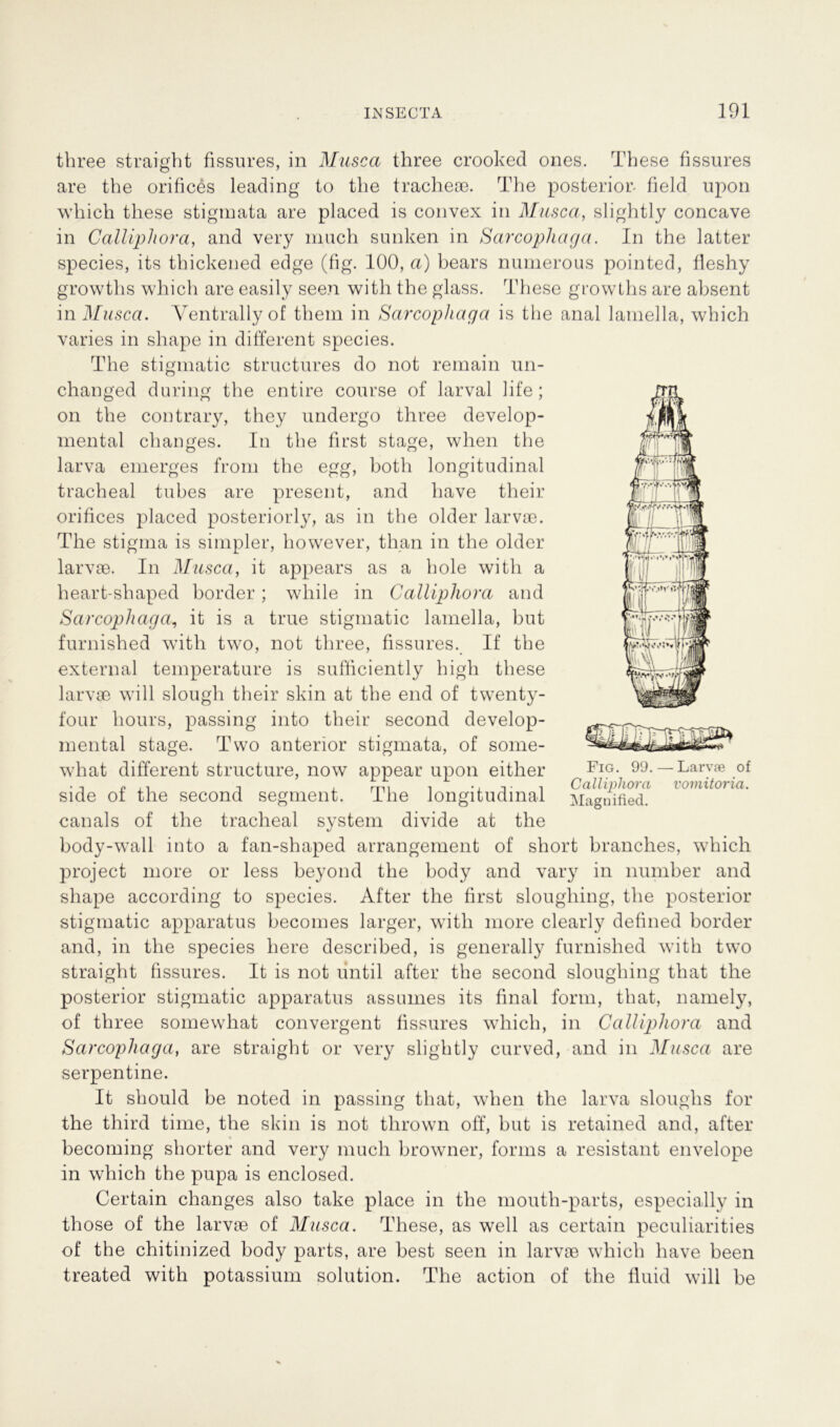 three straigbt fissures, in Musca three crooked ones. These fissures are the orifices leading to the tracheae. The posterior- field upon which these Stigmata are placed is convex in Musca, slightly concave in Calliphora, and very mach sunken in Sarcophaga. In the latter species, its thickened edge (fig. 100, a) bears numerous pointed, fleshy growths which are easily seen with the glass. These growths are absent in Musca. Yentrallyof them in Sarcophaga is the anal lamella, which varies in shape in different species. The stigmatic structures do not remain un- changed during the entire course of larval life; on the contrary, they undergo three develop- mental changes. In the first stage, when the larva emerges from the egg, both longitudinal tracheal tubes are present, and have their orifices placed posteriorly, as in the older larvae. The stigma is simpler, however, than in the older larvae. In Musca, it appears as a hole with a heart-shaped border; while in Calliphora and Sarcophaga, it is a true stigmatic lamella, but furnished with two, not three, fissures. If the external temperature is sufficiently high these larvae will slough their skin at the end of twenty- four hours, passing into their second develop- mental stage. Two anterior Stigmata, of some- what different structure, now appear upon either • -» P , rrn , ...... Calliphora vomitoria. side ot the second Segment. The longitudinal Magnified. canals of the tracheal System divide at the body-wTall into a fan-shaped arrangement of short branches, which project more or less beyond the body and vary in number and shape according to species. After the first slougliing, the posterior stigmatic apparatus becomes larger, with more clearly defined border and, in the species liere described, is generally furnished with two straight fissures. It is not until after the second sloughing tliat the posterior stigmatic apparatus assumes its final form, tliat, namely, of three somewhat convergent fissures which, in Calliphora and Sarcophaga, are straight or very slightly curved, and in Musca are Serpentine. It should be noted in passing tliat, when the larva slouglis for the third time, the skin is not tlirown off, but is retained and, after # ♦ becommg shorter and very much browner, forms a resistant envelope in which the pupa is enclosed. Certain changes also take place in the moutli-parts, especially in those of the larvae of Musca. These, as well as certain peculiarities of the chitinized body parts, are best seen in larvae which have been treated with potassium solution. The action of the fluid will be