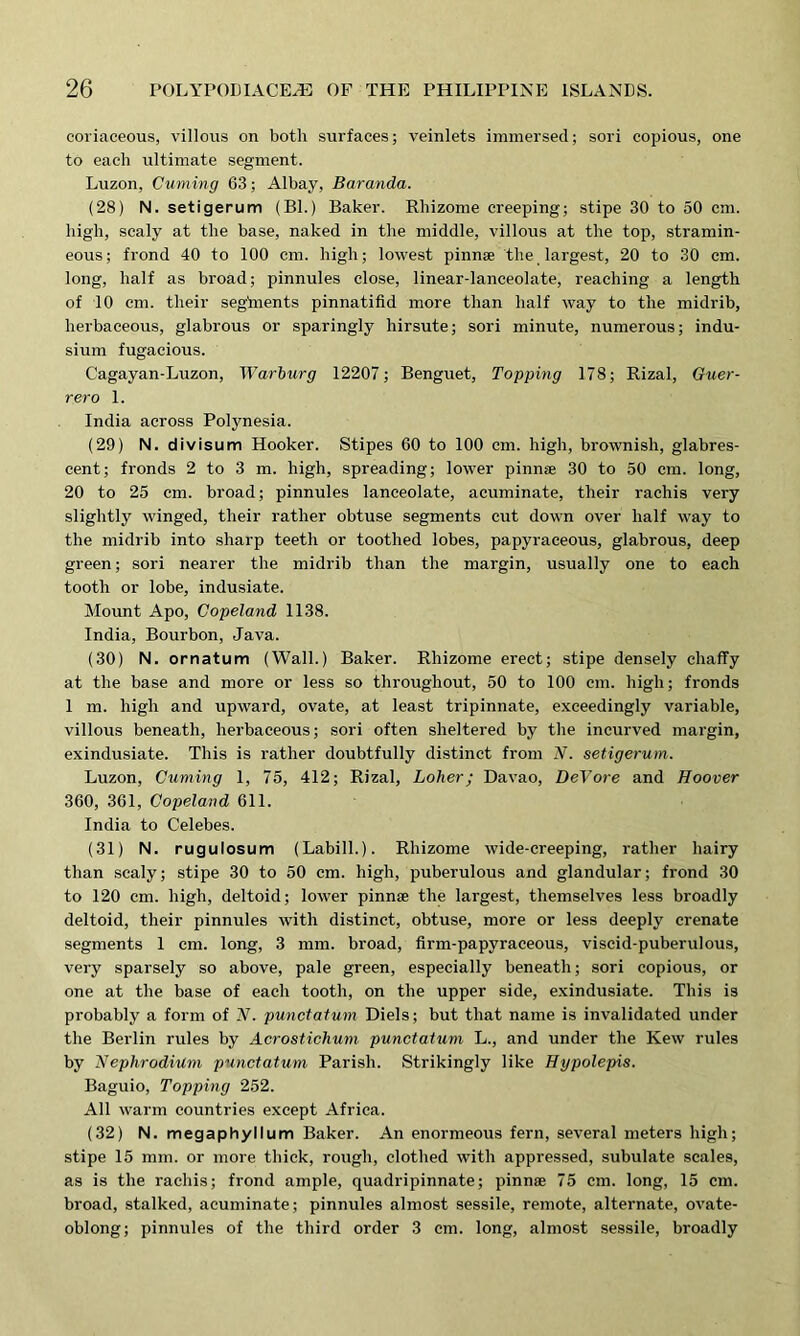 coriaceous, villous on both surfaces; veinlets immersed; sori copious, one to each ultimate segment. Luzon, Cuming 63; Albay, Baranda. (28) N. setigerum (Bl.) Baker. Rhizome creeping; stipe 30 to 50 cm. high, scaly at the base, naked in the middle, villous at the top, stramin- eous; frond 40 to 100 cm. high; lowest pinnae the largest, 20 to 30 cm. long, half as broad; pinnules close, linear-lanceolate, reaching a length of 10 cm. their segtnents pinnatifid more than half way to the midrib, herbaceous, glabrous or sparingly hirsute; sori minute, numerous; indu- sium fugacious. Cagayan-Luzon, Warburg 12207; Benguet, Topping 178; Rizal, Guer- rero 1. India across Polynesia. (29) N. divisum Hooker. Stipes 60 to 100 cm. high, brownish, glabres- cent; fronds 2 to 3 m. high, spreading; lower pinnae 30 to 50 cm. long, 20 to 25 cm. broad; pinnules lanceolate, acuminate, their rachis very slightly winged, their rather obtuse segments cut down over half way to the midrib into sharp teeth or toothed lobes, papyraceous, glabrous, deep green; sori nearer the midrib than the margin, usually one to each tooth or lobe, indusiate. Mount Apo, Copeland 1138. India, Bourbon, Java. (30) N. ornatum (Wall.) Baker. Rhizome erect; stipe densely chaffy at the base and more or less so throughout, 50 to 100 cm. high; fronds 1 m. high and upward, ovate, at least tripinnate, exceedingly variable, villous beneath, herbaceous; sori often sheltered by the incurved margin, exindusiate. This is rather doubtfully distinct from N. setigerum. Luzon, Cuming 1, 75, 412; Rizal, holier; Davao, DeVore and Hoover 360, 361, Copeland 611. India to Celebes. (31) N. rugulosum (Labill.). Rhizome wide-creeping, rather hairy than scaly; stipe 30 to 50 cm. high, puberulous and glandular; frond 30 to 120 cm. high, deltoid; lower pinnae the largest, themselves less broadly deltoid, their pinnules with distinct, obtuse, more or less deeply crenate segments 1 cm. long, 3 mm. broad, firm-papyraceous, viscid-puberulous, very sparsely so above, pale green, especially beneath; sori copious, or one at the base of each tooth, on the upper side, exindusiate. This is probably a form of N. punctatum Diels; but that name is invalidated under the Berlin rules by Acrostichum punctatum L., and under the Kew rules by Nephrodium punctatum Parish. Strikingly like Hypolepis. Baguio, Topping 252. All warm countries except Africa. (32) N. megaphyllum Baker. An enormeous fern, several meters high; stipe 15 mm. or more thick, rough, clothed with appressed, subulate scales, as is the rachis; frond ample, quadripinnate; pinnae 75 cm. long, 15 cm. broad, stalked, acuminate; pinnules almost sessile, remote, alternate, ovate- oblong; pinnules of the third order 3 cm. long, almost sessile, broadly