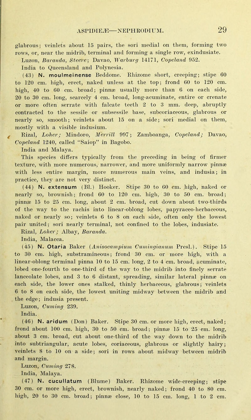 glabrous; veinlets about 15 pairs, the sori medial ou them, forming two rows, or, near the midrib, terminal and forming a single row, exindusiate. Luzon, Baranda, Steere; Davao, Warburg 14171, Copeland 952. India to Queensland and Polynesia. (43) N. moulmeinense Beddome. Rhizome short, creeping; stipe 60 to 120 cm. high, erect, naked unless at the top; frond 60 to 120 cm. high, 40 to 60 cm. broad; pinnae usually more than 6 on each side, 20 to 30 cm. long, scarcely 4 cm. broad, long-acuminate, entire or crenate or more often serrate with falcate teeth 2 to 3 mm. deep, abruptly contracted to the sessile or subsessile base, subcoriaceous, glabrous or nearly so, smooth; veinlets about 15 on a side; sori medial on them, mostly with a visible indusium. Rizal, Loher; Mindoro, Merrill 997; Zamboanga, Copeland; Davao, Copeland 1240, called “Saiop” in Bagobo. India and Malaya. This species differs typically from the preceding in being of firmer texture, with more numerous, narrower, and more uniformly narrow pinnae with less entire margin, more numerous main veins, and indusia; in practice, they are not very distinct. (44) N. extensum (Bl.) Hooker. Stipe 30 to 60 cm. high, naked or nearly so, brownish; frond 60 to 120 cm. high, 30 to 50 cm. broad; pinnae 15 to 25 cm. long, about 2 cm. broad, cut down about two-tliirds of the way to the rachis into linear-oblong lobes, papyraceo-herbaceous, naked or nearly so; veinlets 6 to 8 on each side, often only the lowest pair united; sori nearly terminal, not confined to the lobes, indusiate. Rizal, Loher; Albay, Baranda. India, Malacca. (45) N. Otaria Baker (Anisocampium Cumingianum Presl.). Stipe 15 to 30 cm. high, substramineous; frond 30 cm. or more high, with a linear-oblong terminal pinna 10 to 15 cm. long, 2 to 4 cm. broad, acuminate, lobed one-fourth to one-third of the way to the midrib into finely serrate lanceolate lobes, and 3 to 6 distant, spreading, similar lateral pinnae on each side, the lower ones stalked, thinly herbaceous, glabrous; veinlets 6 to 8 on each side, the lowest uniting midway between the midrib and the edge; indusia present. Luzon, Cuming 239. India. (46) N. aridum (Don) Baker. Stipe 30 cm. or more high, erect, naked; frond about 100 cm. high, 30 to 50 cm. broad; pinnae 15 to 25 cm. long, about 3 cm. broad, cut about one-third of the way dovm to the midrib into subtriangular, acute lobes, coriaceous, glabrous or slightly hairy; veinlets 8 to 10 on a side; sori in rows about midway between midrib and margin. Luzon, Cuming 278. India, Malaya. (47) N. cucullatum (Blume) Baker. Rhizome wide-creeping; stipe 30 cm. or more high, erect, browmisli, nearly naked; frond 40 to 80 cm. high, 20 to 30 cm. broad; pinnae close, 10 to 15 cm. long, 1 to 2 cm.