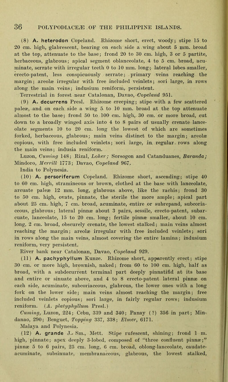 (8) A. heterodon Copeland. Rhizome short, erect, woody; stipe 15 to 20 cm. high, glabrescent, bearing on each side a wing about 5 mm. broad at the top, attenuate to the base; frond 20 to 30 cm. high, 3 or 5 partite, herbaceous, glabrous; apical segment oblanceolate, 4 to 5 cm. broad, acu- minate, serrate with irregular teeth 0 to 10 mm. long; lateral lobes smaller, ereeto-patent, less conspicuously serrate; primary veins reaching the margin; areolae irregular with free included veinlets; sori large, in rows along the main veins; indusium reniform, persistent. Terrestrial in forest near Catalonan, Davao, Copeland 951. (9) A. decurrens Presl. Rhizome creeping; stipe with a few scattered paleae, and on each side a wing 5 to 10 mm. broad at the top attenuate almost to the base; frond 50 to 100 cm. high, 30 cm. or more broad, cut down to a broadly winged axis into 4 to 8 pairs of usually crenate lance- olate segments 10 to 20 cm. long the lowest of which are sometimes forked, herbaceous, glabrous; main veins distinct to the margin; areolae copious, with free included veinlets; sori large, in regular rows along the main veins; indusia reniform. Luzon, Cuming 148; Rizal, holier; Sorsogon and Catanduanes, Baranda; Mindoro, Merrill 1773; Davao, Copeland 967. India to Polynesia. (10) A. persoriferum Copeland. Rhizome short, ascending; stipe 40 to 60 cm. high, stramineous or brown, clothed at the base with lanceolate, arcuate paleae 12 mm. long, glabrous above, like the rachis; frond 30 to 50 cm. high, ovate, pinnate, the sterile the more ample; apical part about 25 cm. high, 7 cm. broad, acuminate, entire or subrepand, subcoria- ceous, glabrous; lateral pinnae about 3 pairs, sessile, ereeto-patent, subar- cuate, lanceolate, 15 to 20 cm. long; fertile pinnae smaller, about 10 cm. long, 2 cm. broad, obscurely crenate, the lowest stalked; main veins almost reaching the margin; areolae irregular with free included veinlets; sori in rows along the main veins, almost covering the entire lamina; indusium reniform, very persistent. River bank near Catalonan, Davao, Copeland 929. (11) A. pachyphyllum Kunze. Rhizome short, apparently erect; stipe 30 cm. or more high, brownish, naked; from 60 to 100 cm. high, half as broad, with a subdecurrent terminal part deeply pinnatifid at its base and entire or sinuate above, and 4 to 8 ereeto-patent lateral pinnae on each side, acuminate, subcoriaceous, glabrous, the lower ones with a long fork on the lower side; main veins almost reaching the margin; free included veinlets copious; sori large, in fairly regular rows; indusium reniform. (A. platypliyllum Presl.) Cuming, Luzon, 224; Cebu, 339 and 340; Panay (?) 356 in part; Min- danao, 290; Benguet, Topping 337, 338; Elmer, 6171. Malaya and Polynesia. (12) A. grande J.. Sm., Mett. Stipe rufescent, shining; frond 1 m. high, pinnate; apex deeply 3-lobed, composed of “three confluent pinnae;” pinnae 5 to 6 pairs, 25 cm. long, 6 cm. broad, oblong-lanceolate, caudate- acuminate, subsinuate, membranaceous, glabrous, the lowest stalked,