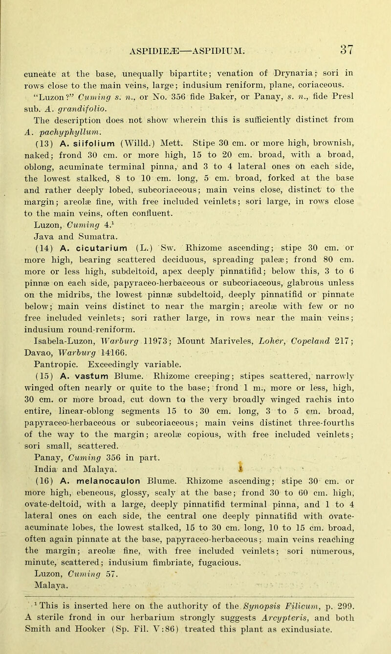 cuneate at the base, unequally bipartite; venation of Drynaria; sori in rows close to the main veins, large; indusium reniform, plane, coriaceous. “Luzon?” Cuming s. n., or No. 356 fide Baker, or Panay, s. n., fide Presl sub. A. grandifolio. The description does not show wherein this is sufficiently distinct from A. pachypliyllum. (13) A. siifolium (Willd.) Mett. Stipe 30 cm. or more high, brownish, naked; frond 30 cm. or more high, 15 to 20 cm. broad, with a broad, oblong, acuminate terminal pinna, and 3 to 4 lateral ones on each side, the lowest stalked, 8 to 10 cm. long, 5 cm. broad, forked at the base and rather deeply lobed, subcoriaceous; main veins close, distinct to the margin; areolae fine, with free included veinlets; sori large, in rows close to the main veins, often confluent. Luzon, Cuming 4.1 Java and Sumatra. (14) A. cicutarium (L.) Sw. Rhizome ascending; stipe 30 cm. or more high, bearing scattered deciduous, spreading paleae; frond 80 cm. more or less high, subdeltoid, apex deeply pinnatifid; below this, 3 to 6 pinnae on each side, papyraeeo-lierbaceous or subcoriaceous, glabrous unless on the midribs, the lowest pinnae subdeltoid, deeply pinnatifid or pinnate below; main veins distinct to near the margin; areolae with few or no free included veinlets; sori rather large, in rows near the main veins; indusium round-reniform. Isabela-Luzon, Warburg 11973; Mount Mariveles, Loher, Copeland 217; Davao, Warburg 14166. Pantropic. Exceedingly variable. (15) A. vastum Blume. Rhizome creeping; stipes scattered, narrowly winged often nearly or quite to the base; frond 1 m., more or less, high, 30 cm. or more broad, cut down to the very broadly winged rachis into entire, linear-oblong segments 15 to 30 cm. long, 3 to 5 cm. broad, papyraeeo-lierbaceous or subcoriaceous; main veins distinct three-fourths of the way to the margin; areolae copious, with free included veinlets; sori small, scattered. Panay, Cuming 356 in part. India and Malaya. 1! (16) A. melanocaulon Blume. Rhizome ascending; stipe 30 cm. or more high, ebeneous, glossy, scaly at the base; frond 30 to 60 cm. high, ovate-deltoid, with a large, deeply pinnatifid terminal pinna, and 1 to 4 lateral ones on each side, the central one deeply pinnatifid with ovate- acuminate lobes, the lowest stalked, 15 to 30 cm. long, 10 to 15 cm. broad, often again pinnate at the base, papyraeeo-lierbaceous; main veins reaching the margin; areolae fine, with free included veinlets; sori numerous, minute, scattered; indusium fimbriate, fugacious. Luzon, Cuming 57. Malaya. 1 This is inserted here on the authority of the Synopsis Filicum, p. 299. A sterile frond in our herbarium strongly suggests Arcypteris, and both Smith and Hooker (Sp. Fil. V:86) treated this plant as exindusiate.