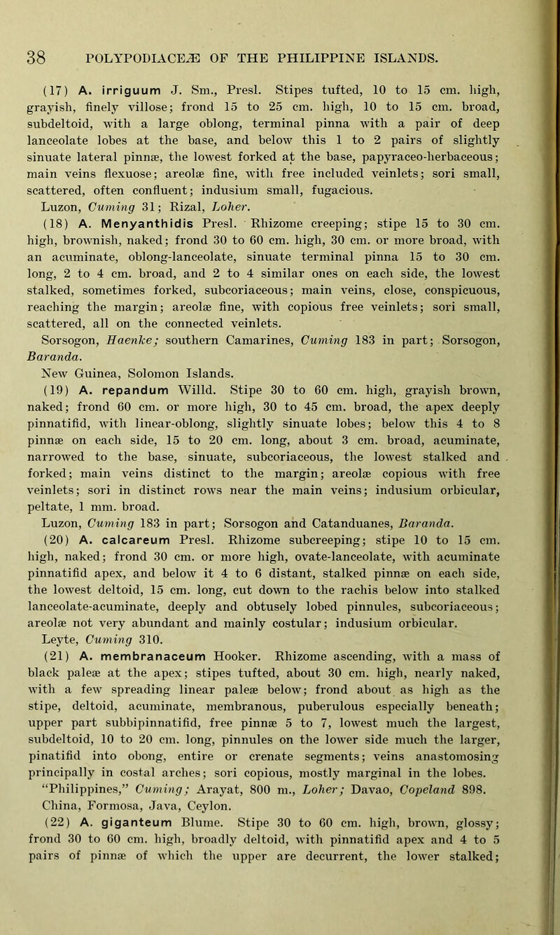 (17) A. irriguum J. Sm., Presl. Stipes tufted, 10 to 15 cm. high, grayish, finely villose; frond 15 to 25 cm. high, 10 to 15 cm. broad, subdeltoid, with a large oblong, terminal pinna with a pair of deep lanceolate lobes at the base, and below this 1 to 2 pairs of slightly sinuate lateral pinnae, the lowest forked at the base, papyraceo-herbaceous; main veins flexuose; areolae fine, with free included veinlets; sori small, scattered, often confluent; indusium small, fugacious. Luzon, Cuming 31; Rizal, Loher. (18) A. Menyanthidis Presl. Rhizome creeping; stipe 15 to 30 cm. high, brownish, naked; frond 30 to 60 cm. high, 30 cm. or more broad, with an acuminate, oblong-lanceolate, sinuate terminal pinna 15 to 30 cm. long, 2 to 4 cm. broad, and 2 to 4 similar ones on each side, the lowest stalked, sometimes forked, subcoriaceous; main veins, close, conspicuous, reaching the margin; areolae fine, with copious free veinlets; sori small, scattered, all on the connected veinlets. Sorsogon, Hcienlce; southern Camarines, Cuming 183 in part; Sorsogon, Baranda. New Guinea, Solomon Islands. (19) A. repandum Willd. Stipe 30 to 60 cm. high, grayish brown, naked; frond 60 cm. or more high, 30 to 45 cm. broad, the apex deeply pinnatifid, with linear-oblong, slightly sinuate lobes; below this 4 to 8 pinnae on each side, 15 to 20 cm. long, about 3 cm. broad, acuminate, narrowed to the base, sinuate, subcoriaceous, the lowest stalked and forked; main veins distinct to the margin; areolae copious with free veinlets; sori in distinct rows near the main veins; indusium orbicular, peltate, 1 mm. broad. Luzon, Cuming 183 in part; Sorsogon and Catanduanes, Baranda. (20) A. calcareum Presl. Rhizome subcreeping; stipe 10 to 15 cm. high, naked; frond 30 cm. or more high, ovate-lanceolate, with acuminate pinnatifid apex, and below it 4 to 6 distant, stalked pinnae on each side, the lowest deltoid, 15 cm. long, cut down to the rachis below into stalked lanceolate-acuminate, deeply and obtusely lobed pinnules, subcoriaceous; areolae not very abundant and mainly costular; indusium orbicular. Leyte, Cuming 310. (21) A. membranaceum Hooker. Rhizome ascending, with a mass of black paleae at the apex; stipes tufted, about 30 cm. high, nearly naked, with a few spreading linear paleae below; frond about as high as the stipe, deltoid, acuminate, membranous, puberulous especially beneath; upper part subbipinnatifid, free pinnae 5 to 7, lowest much the largest, subdeltoid, 10 to 20 cm. long, pinnules on the lower side much the larger, pinatifid into obong, entire or crenate segments; veins anastomosing principally in costal arches; sori copious, mostly marginal in the lobes. “Philippines,” Cuming; Arayat, 800 m., Loher; Davao, Copeland 898. China, Formosa, Java, Ceylon. (22) A. giganteum Blume. Stipe 30 to 60 cm. high, brown, glossy; frond 30 to 60 cm. high, broadly deltoid, with pinnatifid apex and 4 to 5 pairs of pinnae of which the upper are decurrent, the lower stalked;