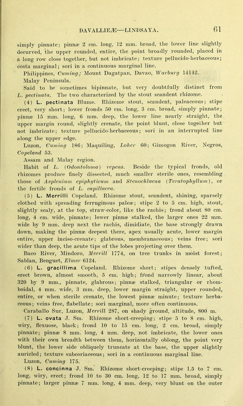 simply pinnate; pinna? 2 cm. long, 12 mm. broad, the lower line slightly decurved, the upper rounded, entire, the point broadly rounded, placed in a long row close together, but not imbricate; texture pellucido-herbaceous; costa marginal; sori in a continuous marginal line. Philippines, Cuming; Mount Dagatpan, Davao, Warburg 14142. Malay Peninsula. Said to be sometimes bipinnate, but very doubtfully distinct from L. pectinata. The two characterized by the stout scandent rhizome. (4) L. pectinata Blume. Rhizome stout, scandent, paleaceous; stipe erect, very short; lower fronds 50 cm. long, 3 cm. broad, simply pinnate; pinnae 15 mm. long, 0 mm. deep, the lower line nearly straight, the upper margin round, slightly crenate, the point blunt, close together but not imbricate; texture pellucido-herbaceous; sori in an interrupted line along the upper edge. Luzon, Cuming 186; Maquiling, Loiter 60; Gimogon River, Negros, Copeland 53. Assam and Malay region. Habit of L. (Odontoloma) repens. Beside the typical fronds, old rhizomes produce finely dissected, much smaller sterile ones, resembling those of Asplenium epiphyticum and Stenochlaena (Teratophyllum), or the fertile fronds of L. capillacea. (5) L. Merrilli Copeland. Rhizome stout, scandent, shining, sparsely clothed with spreading ferruginous paleae; stipe 2 to 5 cm. high, stout, slightly scaly, at the top, straw-color, like the raehis; frond about 80 cm. long, 4 cm. wide, pinnate; lower pinnae stalked, the larger ones 22 mm. wide by 9 mm. deep next the raehis, dimidiate, the base strongly drawn down, making the pinnae deepest there, apex usually acute, lower margin entire, upper inciso-crenate; glabrous, membranaceous; veins free; sori wider than deep, the acute tips of the lobes projecting over them. Baco River, Mindoro, Merrill 1774, on tree trunks in moist forest; Sablan, Benguet, Elmer 6124. (6) L. gracillima Copeland. Rhizome short; stipes densely tufted, erect brown, almost smooth, 5 cm. high; frond narrowly linear, about 320 by 9 mm., pinnate, glabrous; pinnae stalked, triangular or rhorn- boidal, 4 mm. wide, 3 mm. deep, lower margin straight, upper rounded, entire, or when sterile crenate, the lowest pinnae minute; texture herba- ceous; veins free, flabellate; sori marginal, more often continuous. Caraballo Sur, Luzon, Merrill 287, on shady ground, altitude, 800 m. (7) L. ovata J. Sm. Rhizome short-creeping; stipe 5 to 8 cm. high, wiry, flexuose, black; frond 10 to 15 cm. long, 2 cm. broad, simply pinnate; pinnae 8 mm. long, 4 mm. deep, not imbricate, the lower ones with their ora breadth between them, horizontally oblong, the point very blunt, the lower side obliquely truncate at the base, the upper slightly auricled; texture subcoriaceous; sori in a continuous marginal line. Luzon, Cuming 175. (8) L. concinna J. Sm. Rhizome short-creeping; stipe 1.5 to 7 cm. long, wiry, erect; frond 10 to 30 cm. long, 12 to 17 mm. broad, simply pinnate; larger pinnae 7 mm. long, 4 mm. deep, very blunt on the outer