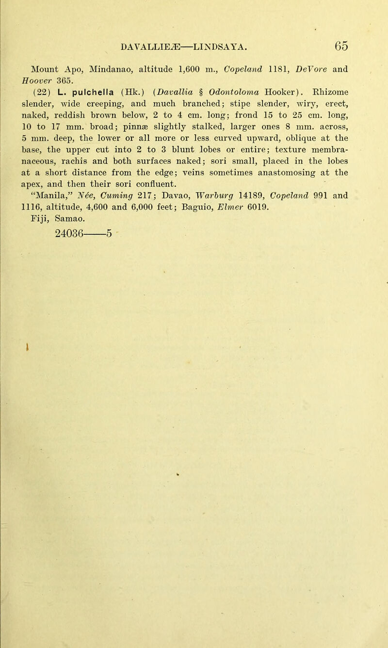 Mount Apo, Mindanao, altitude 1,600 m., Copeland 1181, DeVore and Hoover 365. (22) L. pulchella (Hk.) (Davallia § Odontoloma Hooker). Rhizome slender, wide creeping, and much branched; stipe slender, wiry, erect, naked, reddish brown below, 2 to 4 cm. long; frond 15 to 25 cm. long, 10 to 17 mm. broad; pinnae slightly stalked, larger ones 8 mm. across, 5 mm. deep, the lower or all more or less curved upward, oblique at the base, the upper cut into 2 to 3 blunt lobes or entire; texture membra- naceous, rachis and both surfaces naked; sori small, placed in the lobes at a short distance from the edge; veins sometimes anastomosing at the apex, and then their sori confluent. “Manila,” Nee, Cuming 217; Davao, Warburg 14189, Copeland 991 and 1116, altitude, 4,600 and 6,000 feet; Baguio, Elmer 6019. Fiji, Samao. 24036 5