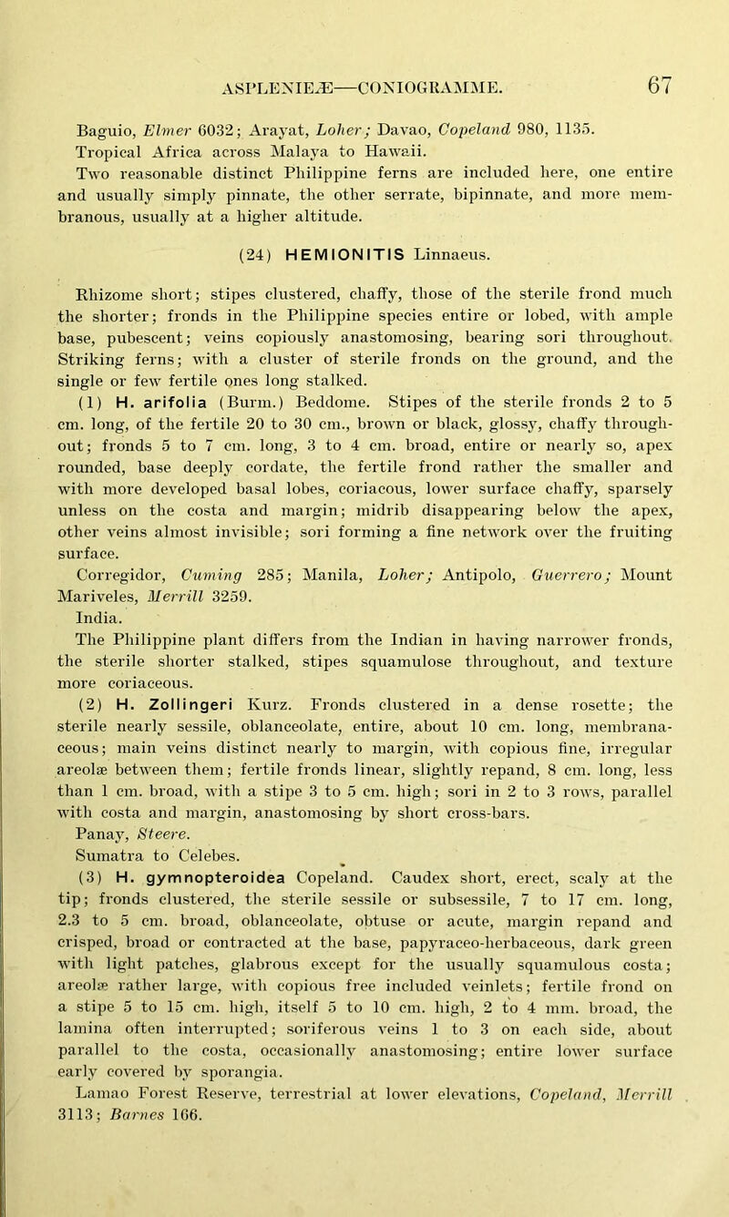 Baguio, Elmer 6032; Arayat, holier; Davao, Copeland 980, 1133. Tropical Africa across Malaya to Hawaii. Two reasonable distinct Philippine ferns are included here, one entire and usually simply pinnate, the other serrate, bipinnate, and more mem- branous, usually at a higher altitude. (24) HEMIONITIS Linnaeus. Rhizome short; stipes clustered, chaffy, those of the sterile frond much the shorter; fronds in the Philippine species entire or lobed, with ample base, pubescent; veins copiously anastomosing, bearing sori throughout Striking ferns; with a cluster of sterile fronds on the ground, and the single or few fertile ones long stalked. (1) H. arifolia (Burm.) Beddome. Stipes of the sterile fronds 2 to 5 cm. long, of the fertile 20 to 30 cm., brown or black, glossy, chaffy through- out; fronds 5 to 7 cm. long, 3 to 4 cm. broad, entire or nearly so, apex rounded, base deeply cordate, the fertile frond rather the smaller and with more developed basal lobes, coriacous, lower surface chaffy, sparsely unless on the costa and margin; midrib disappearing below the apex, other veins almost invisible; sori forming a fine network over the fruiting surface. Corregidor, Cuming 285; Manila, Loher; Antipolo, Guerrero; Mount Mariveles, Merrill 3259. India. The Philippine plant differs from the Indian in having narrower fronds, the sterile shorter stalked, stipes squamulose throughout, and texture more coriaceous. (2) H. Zollingeri Kurz. Fronds clustered in a dense rosette; the sterile nearly sessile, oblanceolate, entire, about 10 cm. long, membrana- ceous; main veins distinct nearly to margin, with copious line, irregular areolae between them; fertile fronds linear, slightly repand, 8 cm. long, less than 1 cm. broad, with a stipe 3 to 5 cm. high; sori in 2 to 3 rows, parallel with costa and margin, anastomosing by short cross-bars. Panay, Steere. Sumatra to Celebes. (3) H. gymnopteroidea Copeland. Caudex short, erect, scaly at the tip; fronds clustered, the sterile sessile or subsessile, 7 to 17 cm. long, 2.3 to 5 cm. broad, oblanceolate, obtuse or acute, margin repand and crisped, broad or contracted at the base, papyraceo-herbaceous, dark green with light patches, glabrous except for the usually squamulous costa; areola? rather large, with copious free included veinlets; fertile frond on a stipe 5 to 15 cm. high, itself 5 to 10 cm. high, 2 to 4 mm. broad, the lamina often interrupted; soriferous veins 1 to 3 on each side, about parallel to the costa, occasionally anastomosing; entire lower surface early covered by sporangia. Lamao Forest Reserve, terrestrial at lower elevations, Copeland, Merrill 3113; Barnes 106.