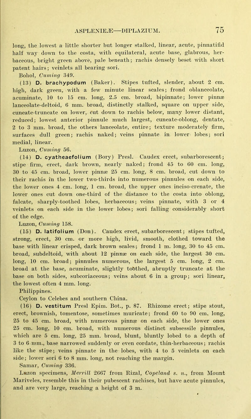 long, the lowest a little shorter but longer stalked, linear, acute, pinnatifid half way down to the costa, with equilateral, acute base, glabrous, her- baceous, bright green above, pale beneath; rachis densely beset with short patent hairs; veinlets all bearing sori. Bohol, Cuming 349. (13) D. brachypodum (Baker). Stipes tufted, slender, about 2 cm. high, dark green, with a few minute linear scales; frond oblaneeolate, acuminate, 10 to 15 cm. long, 2.5 cm. broad, bipinnate; lower pinna lanceolate-deltoid, 6 mm. broad, distinctly stalked, square on upper side, cuneate-truncate on lower, cut down to rachis below, many lower distant, reduced; lowest anterior pinnule much largest, cuneate-oblong, dentate, 2 to 3 mm. broad, the others lanceolate, entire; texture moderately firm, surfaces dull green; rachis naked; veins pinnate in lower lobes; sori medial, linear. Luzon, Cuming 56. (14) D. cyatheaefolium (Bory) Presl. Caudex erect, subarborescent; stipe firm, erect, dark brown, nearly naked; frond 45 to 60 cm. long, 30 to 45 cm. broad, lower pinnae 25 cm. long, 8 cm. broad, cut down to their rachis in the lower two-thirds into numerous pinnules on each side, the lower ones 4 cm. long, 1 cm. broad, the upper ones inciso-crenate, the lower ones cut down one-third of the distance to the costa into oblong, falcate, sharply-toothed lobes, herbaceous; veins pinnate, with 3 or 4 veinlets on each side in the lower lobes; sori falling considerably short of the edge. Luzon, Cuming 158. (15) D. latifolium (Don). Caudex erect, subarborescent; stipes tufted, strong, erect, 30 cm. or more high, livid, smooth, clothed toward the base with linear crisped, dark brown scales; frond 1 m. long, 30 to 45 cm. broad, subdeltoid, with about 12 pinnae on each side, the largest 30 cm. long, 10 cm. broad; pinnules numerous, the largest 5 cm. long, 2 cm. broad at the base, acuminate, slightly tobthed, abruptly truncate at the base on both sides, subcoriaceous; veins about 6 in a group; sori linear, the lowest often 4 mm. long. Philippines. Ceylon to Celebes and southern China. (16) D. vestitum Presl Epim. Bot., p. 87. Rhizome erect; stipe stout, erect, brownish, tomentose, sometimes muricate; frond 60 to 90 cm. long, 25 to 45 cm. broad, with numerous pinnae on each side, the lower ones 25 cm. long, 10 cm. broad, with numerous distinct subsessile pinnules, which are 5 cm. long, 25 mm. broad, blunt, bluntly lobed to a depth of 3 to 6 mm., base narrowed suddenly or even cordate, thin-herbaceous; rachis like the stipe; veins pinnate in the lobes, with 4 to 5 veinlets on each side; lower sori 6 to 8 mm. long, not reaching the margin. Samar, Cuming 336. Luzon specimens, Merrill 2667 from Rizal, Copeland s. n., from Mount Mariveles, resemble this in their pubescent rachises, but have acute pinnules, and are very large, reaching a height of 3 m.