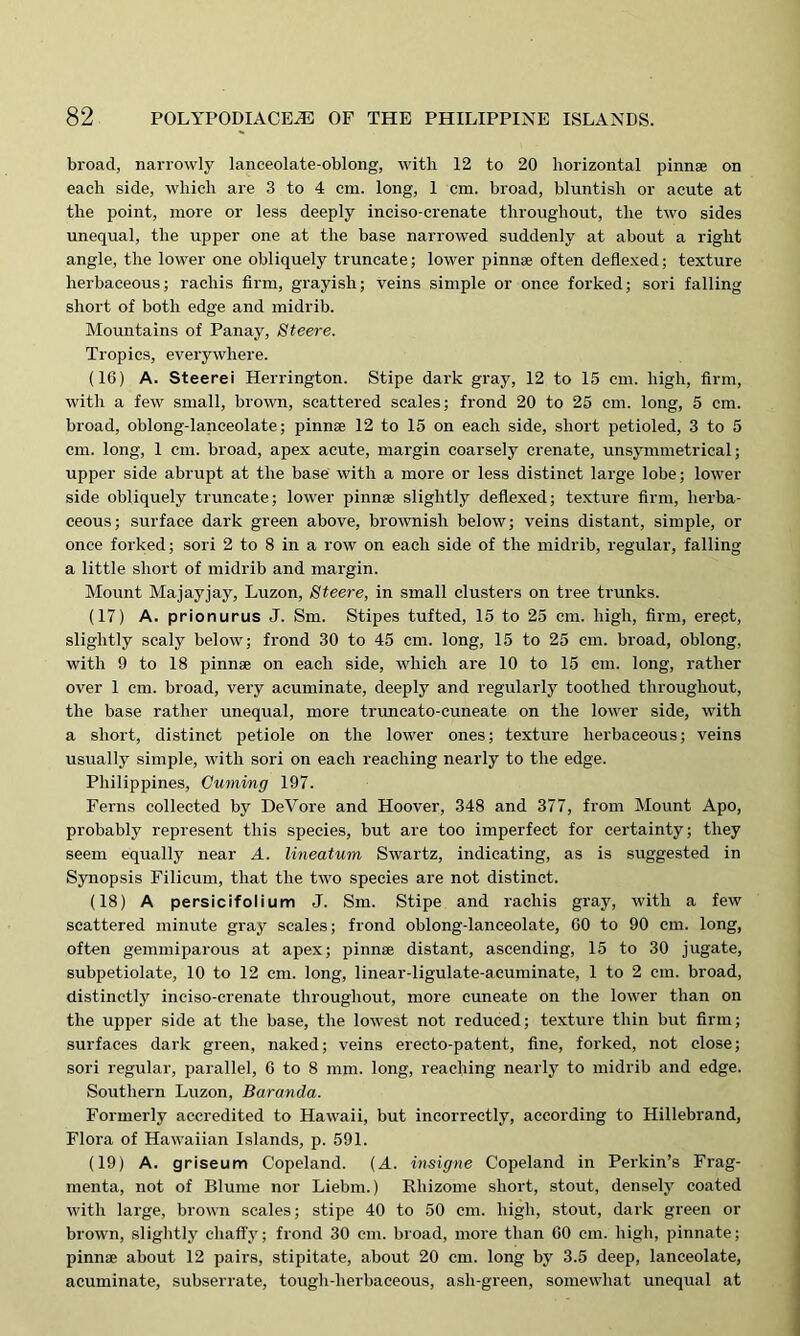 broad, narrowly lanceolate-oblong, with 12 to 20 horizontal pinnae on each side, which are 3 to 4 cm. long, 1 cm. broad, bluntish or acute at the point, more or less deeply inciso-crenate throughout, the two sides unequal, the upper one at the base narrowed suddenly at about a right angle, the lower one obliquely truncate; lower pinnae often deflexed; texture herbaceous; rachis firm, grayish; veins simple or once forked; sori falling short of both edge and midrib. Mountains of Panay, Steere. Tropics, everywhere. (16) A. Steerei Herrington. Stipe dark gray, 12 to 15 cm. high, firm, with a few small, brown, scattered scales; frond 20 to 25 cm. long, 5 cm. broad, oblong-lanceolate; pinnae 12 to 15 on each side, short petioled, 3 to 5 cm. long, 1 cm. broad, apex acute, margin coarsely crenate, unsymmetrical; upper side abrupt at the base with a more or less distinct large lobe; lower side obliquely truncate; lower pinnae slightly deflexed; texture firm, herba- ceous; surface dark green above, brownish below; veins distant, simple, or once forked; sori 2 to 8 in a row on each side of the midrib, regular, falling a little short of midrib and margin. Mount Majayjay, Luzon, Steere, in small clusters on tree trunks. (17) A. prionurus J. Sm. Stipes tufted, 15 to 25 cm. high, firm, erect, slightly scaly below; frond 30 to 45 cm. long, 15 to 25 cm. broad, oblong, with 9 to 18 pinnae on each side, which are 10 to 15 cm. long, rather over 1 cm. broad, very acuminate, deeply and regularly toothed throughout, the base rather unequal, more truncato-cuneate on the lower side, with a short, distinct petiole on the lower ones; texture herbaceous; veins usually simple, with sori on each reaching nearly to the edge. Philippines, Cuming 197. Ferns collected by DeVore and Hoover, 348 and 377, from Mount Apo, probably represent this species, but are too imperfect for certainty; they seem equally near A. lineatum Swartz, indicating, as is suggested in Synopsis Filicum, that the two species are not distinct. (18) A persicifolium J. Sm. Stipe and rachis gray, with a few scattered minute gray scales; frond oblong-lanceolate, GO to 90 cm. long, often gemmiparous at apex; pinnae distant, ascending, 15 to 30 jugate, subpetiolate, 10 to 12 cm. long, linear-ligulate-aeuminate, 1 to 2 cm. broad, distinctly inciso-crenate throughout, more cuneate on the lower than on the upper side at the base, the lowest not reduced; texture thin but firm; surfaces dark green, naked; veins erecto-patent, fine, forked, not close; sori regular, parallel, 6 to 8 mm. long, reaching nearly to midrib and edge. Southern Luzon, Baranda. Formerly accredited to Hawaii, but incorrectly, according to Hillebrand, Flora of Hawaiian Islands, p. 591. (19) A. griseum Copeland. (A. insigne Copeland in Perkin’s Frag- menta, not of Blume nor Liebm.) Rhizome short, stout, densely coated with large, brown scales; stipe 40 to 50 cm. high, stout, dark green or brown, slightly chaffy; frond 30 cm. broad, more than 60 cm. high, pinnate; pinnae about 12 pairs, stipitate, about 20 cm. long by 3.5 deep, lanceolate, acuminate, subserrate, tough-lierbaceous, asli-green, somewhat unequal at
