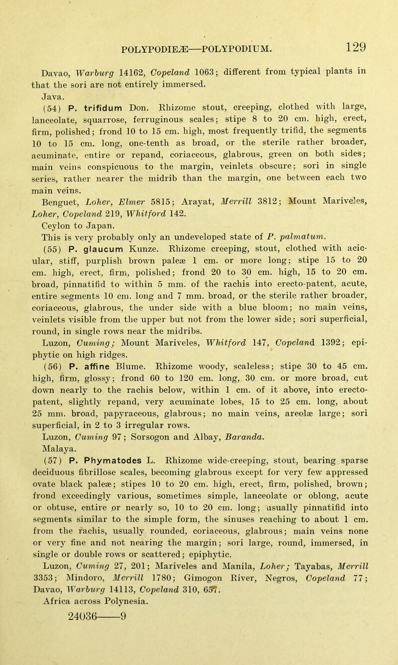 Davao, Warburg 14162, Copeland 1063; different from typical plants in that the sori are not entirely immersed. Java. (54) P. trifidum Don. Rhizome stout, creeping, clothed with large, lanceolate, squarrose, ferruginous scales; stipe 8 to 20 cm. high, erect, firm, polished; frond 10 to 15 cm. high, most frequently trifid, the segments 10 to 15 cm. long, one-tenth as broad, or the sterile rather broader, acuminate, entire or repand, coriaceous, glabrous, green on both sides; main veins conspicuous to the margin, veinlets obscure; sori in single series, rather nearer the midrib than the margin, one between each two main veins. Benguet, Lolier, Elmer 5815; Arayat, Merrill 3812; Mount Mariveles, Loher, Copeland 219, Whitford 142. Ceylon to Japan. This is very probably only an undeveloped state of P. palmatum. (55) P. glaucum Kunze. Rhizome creeping, stout, clothed with acic- ular, stiff, purplish brown palese 1 cm. or more long; stipe 15 to 20 cm. high, erect, firm, polished; frond 20 to 30 cm. high, 15 to 20 cm. broad, pinnatifid to within 5 mm. of the rachis into erecto-patent, acute, entire segments 10 cm. long and 7 mm. broad, or the sterile rather broader, coriaceous, glabrous, the under side with a blue bloom; no main veins, veinlets visible from the upper but not from the lower side; sori superficial, round, in single rows near the midribs. Luzon, Cuming; Mount Mariveles, Whitford 147, Copeland 1392; epi- phytic on high ridges. (56) P. affine Blume. Rhizome woody, scaleless; stipe 30 to 45 cm. high, firm, glossy; frond 60 to 120 cm. long, 30 cm. or more broad, cut down nearly to the rachis below, within 1 cm. of it above, into erecto- patent, slightly repand, very acuminate lobes, 15 to 25 cm. long, about 25 mm. broad, papyraceous, glabrous; no main veins, areolse large; sori superficial, in 2 to 3 irregular rows. Luzon, Cuming 97; Sorsogon and Albay, Baranda. Malaya. (57) P. Phymatodes L. Rhizome wide-creeping, stout, bearing sparse deciduous fibrillose scales, becoming glabrous except for very few appressed ovate black paleae; stipes 10 to 20 cm. high, erect, firm, polished, brown; frond exceedingly various, sometimes simple, lanceolate or oblong, acute or obtuse, entire .or nearly so, 10 to 20 cm. long; usually pinnatifid into segments similar to the simple form, the sinuses reaching to about 1 cm. from the rachis, usually rounded, coriaceous, glabrous; main veins none or very fine and not nearing the margin; sori large, round, immersed, in single or double rows or scattered; epiphytic. Luzon, Cuming 27, 201; Mariveles and Manila, Loher; Tayabas, Merrill 3353; Mindoro, Merrill 1780; Gimogon River, Negros, Copeland 77; Davao, Warburg 14113, Copeland 310, 657. Africa across Polynesia. 24036 9